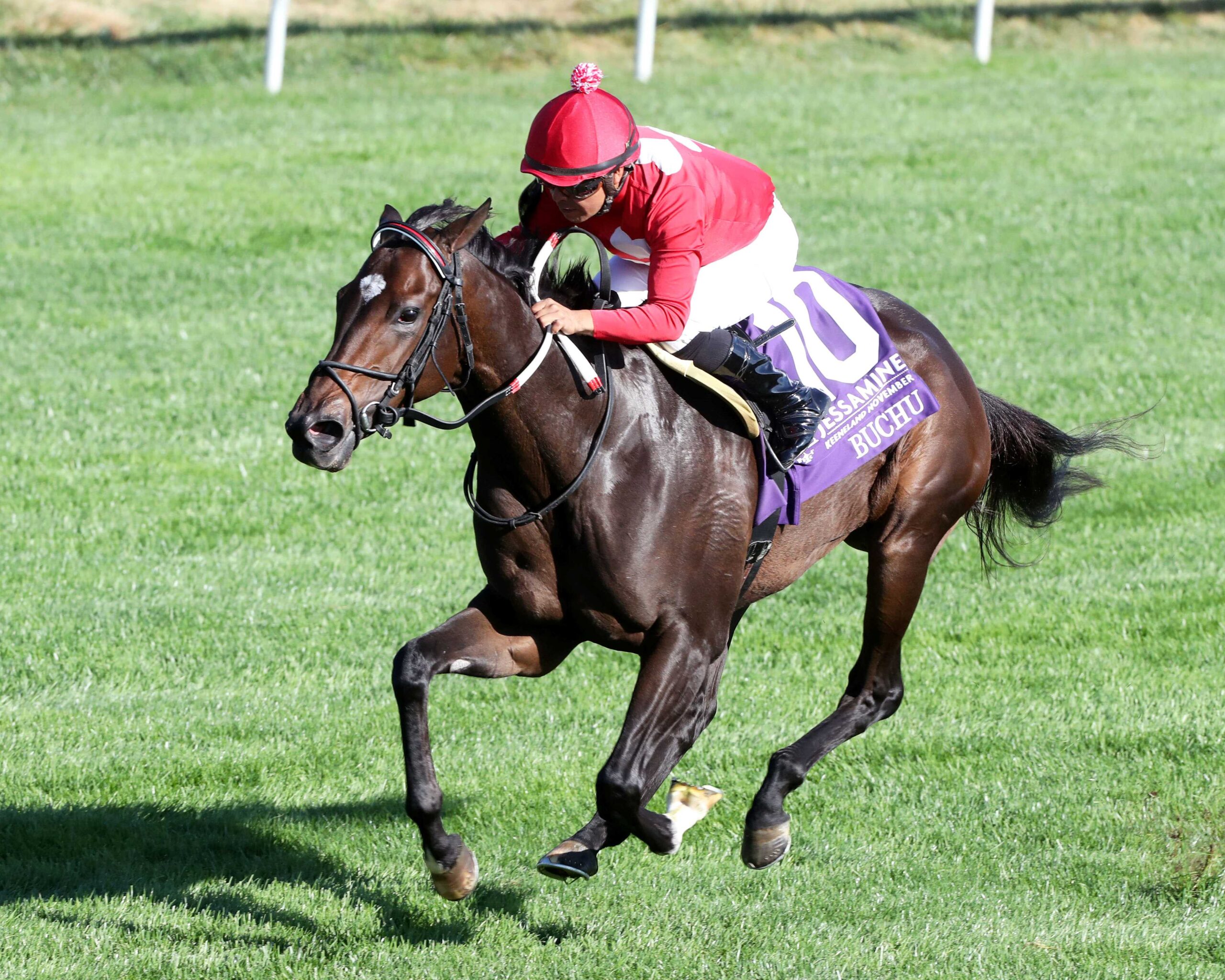 Buchu, horse, Justify, Keeneland Sales Jessamine Stakes, viernes, 6 de octubre de 2023, Keeneland. Foto: Coady Photography