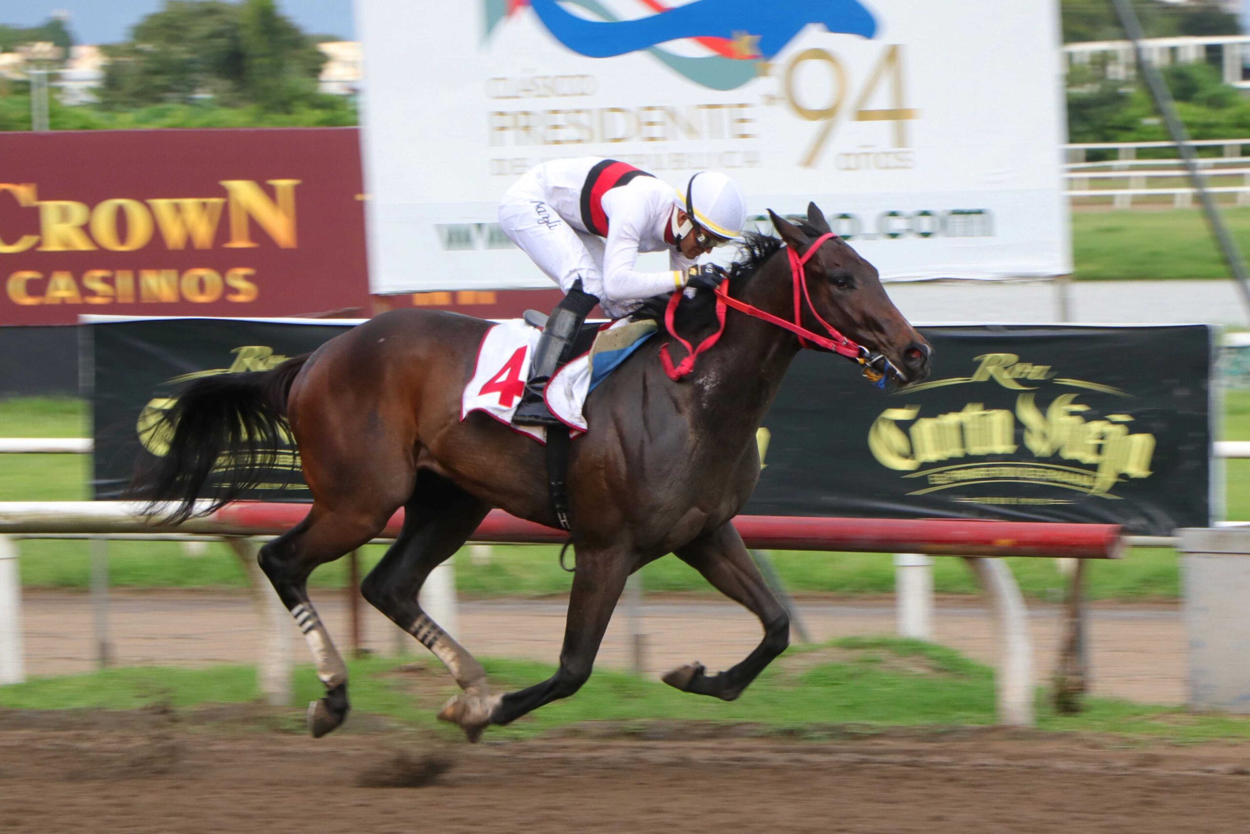 Cyrano, horse, Dublin, Clásico Farrugia, domingo, 15 de octubre de 2023, Presidente Remón. Foto: Erick Ruiz Prensa CODERE Panamá
