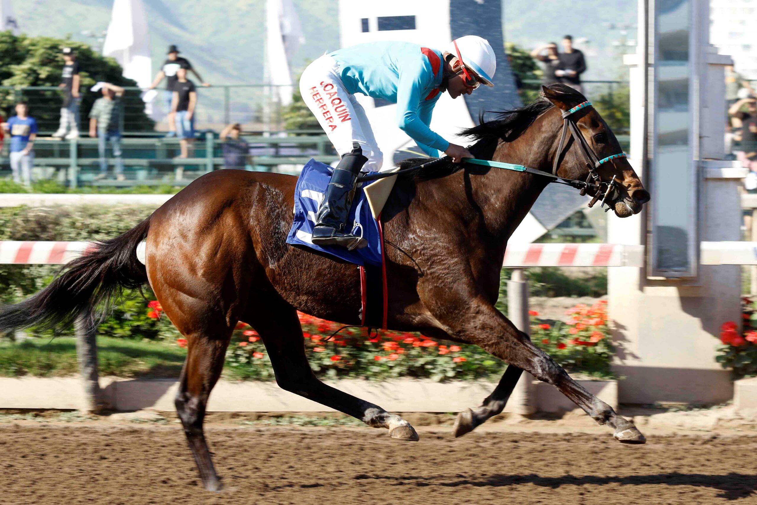 La Candidata, horse, Practical Joke, Clásico Papelón, sábado, 14 de octubre de 2023, Hipódromo Chile. Foto: Jaime Cortés