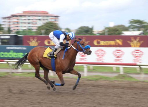 Jaque Doble, horse, Haras Cerro Punta, Clásico Bartolomé Mafla Herrera, sábado, 18 de noviembre de 2023, Presidente Remón. Foto: Erick Ruiz Prensa CODERE Panamá