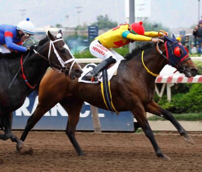 Training Again, horse, Van Nistelrooy, Clásico Issac Fischmann Gelfenstein, sábado, 18 de noviembre de 2023, Hipódromo Chile. Foto: Jaime Cortés