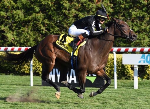 R Calli Kim, horse, Upson Downs Farm, Long Island Stakes, domingo, 12 de noviembre de 2023, Belmont At The Big A. Foto: Coglaniese Photo & Susie Raisher