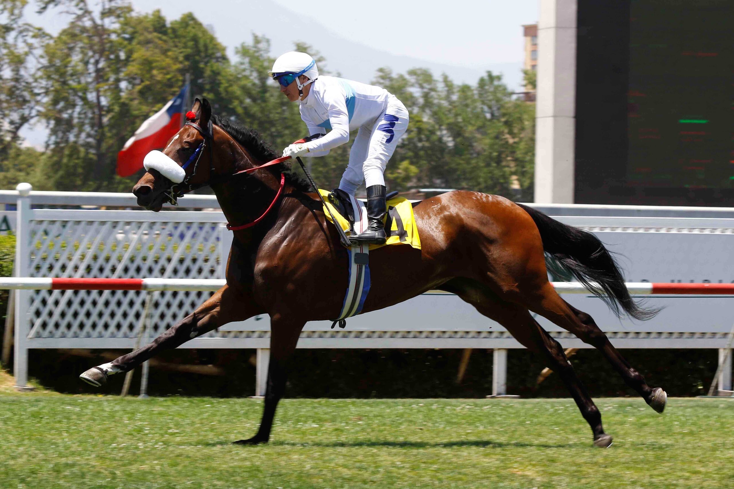 Ando Soltera, horse, Haras Dadinco, Clásico Debut Potrancas, domingo, 24 de diciembre de 2023, Club Hípico de Santiago. Foto: Jaime Cortés