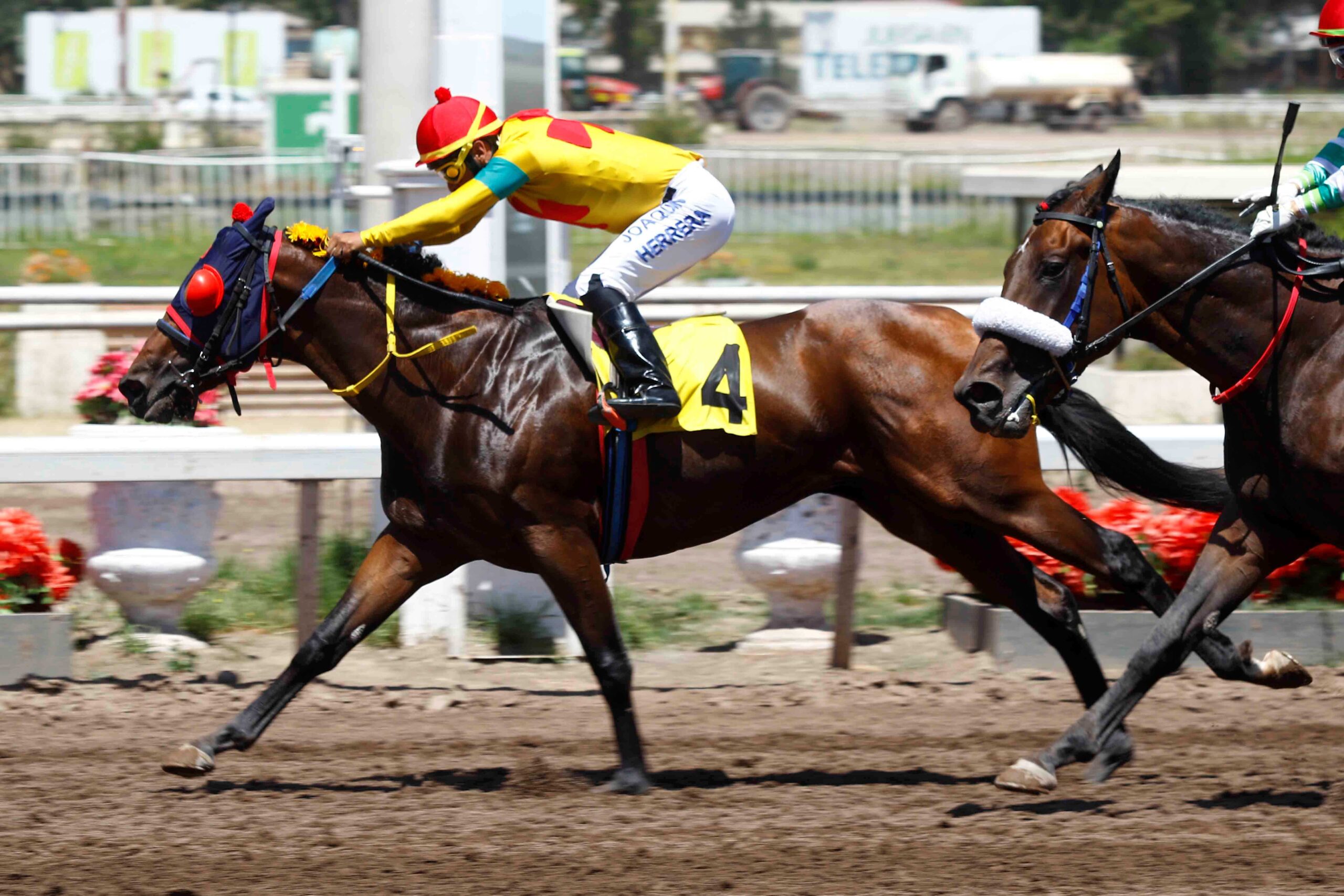 Training Again, horse, Van Nistelrooy, Clásico Mancomunidad de Australia, viernes, 22 de diciembre de 2023, Club Hípico de Santiago. Foto: Jaime Cortés