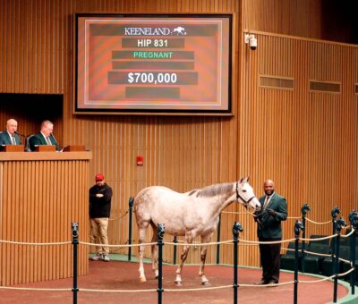 Sebago Lake, 831, Tapit en Susie´s Baby por Giant´s Causeway, sesión 2, Keeneland Sales, martes, 9 de enero de 2024, Keeneland. Foto: Keeneland