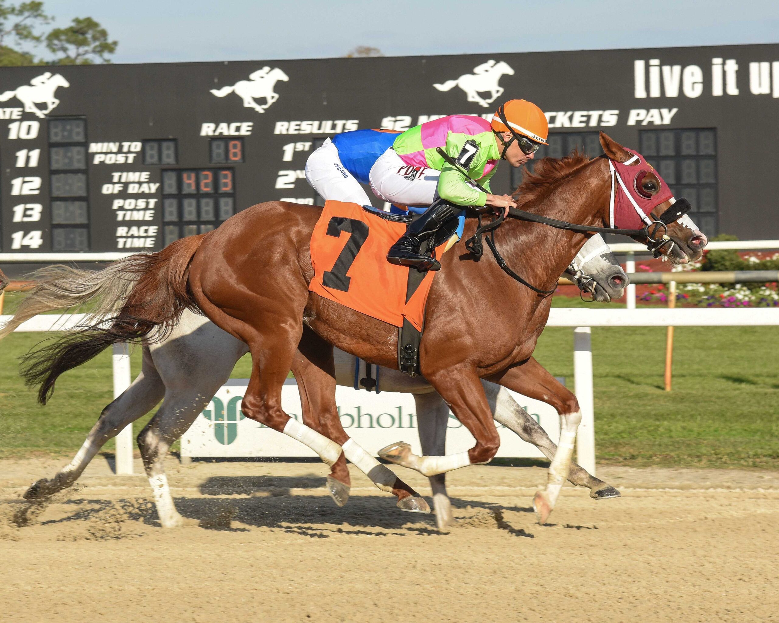 Sibelius, horse, Pollock Farms, Pelicans Stakes, sábado, 10 de febrero de 2024, Tampa Bay Downs. Foto: Coglianese Photo