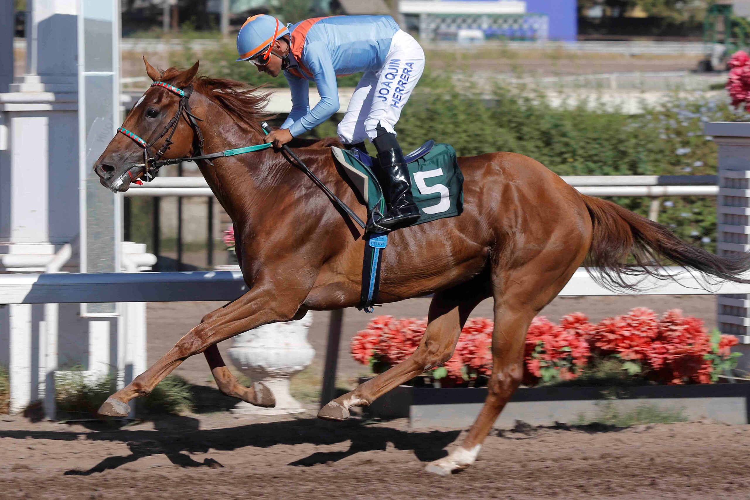 Liderado, horse, Lea, Clásico Pórfido, lunes, 12 de febrero de 2024, Club Hípico de Santiago. Foto: Jaime Cortés