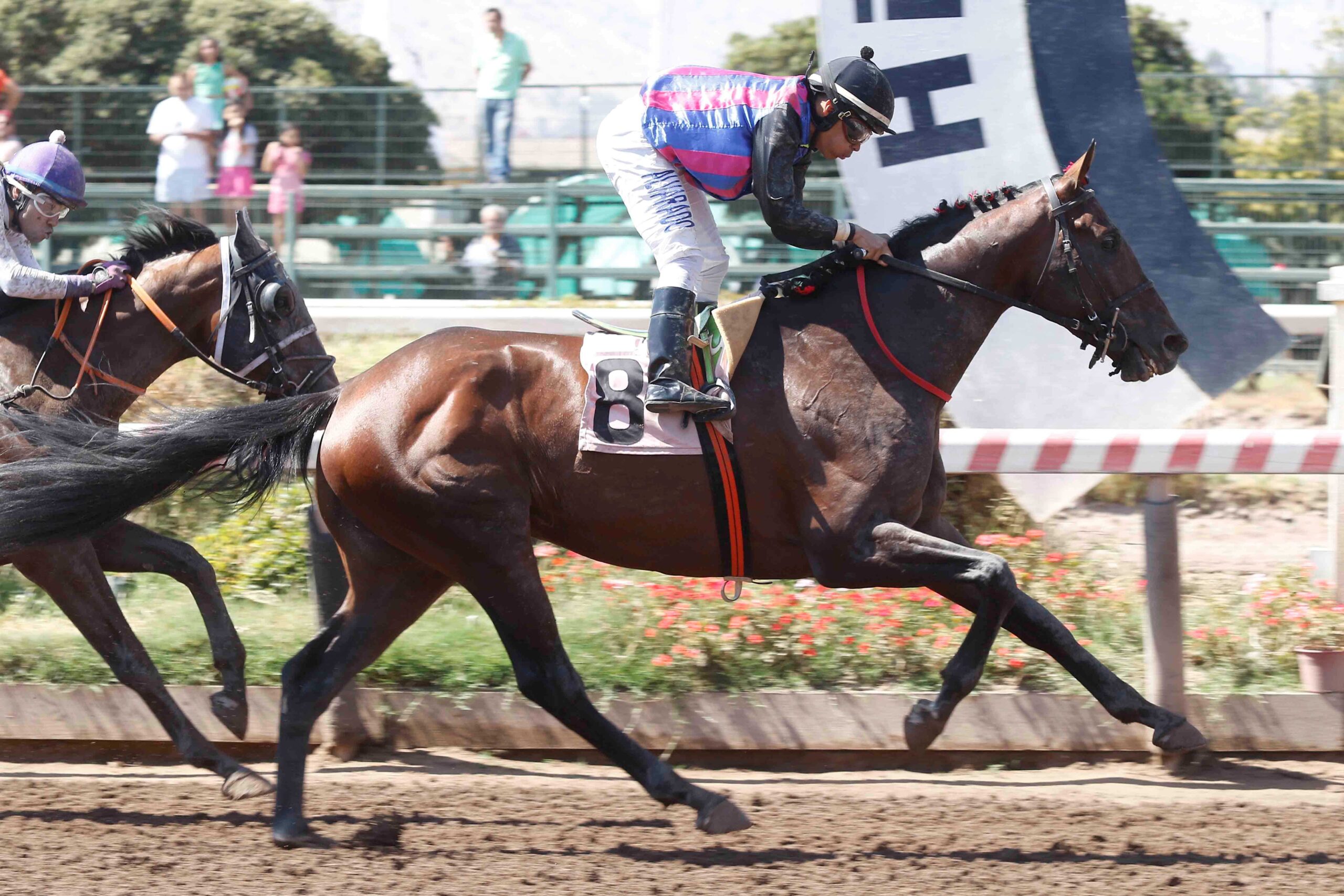 Mi Primo Juanjo, horse, Last Best Place, Clásico Cougar, sábado, 17 de febrero de 2024, Hipódromo de Chile. Foto: Jaime Cortés