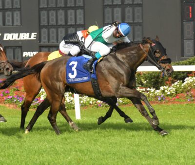 Sparkle Blue, horse, Hard Spun, Hillsborough Stakes, sábado, 9 de marzo de 2024, Tampa Bay Downs. Foto: SV Photography