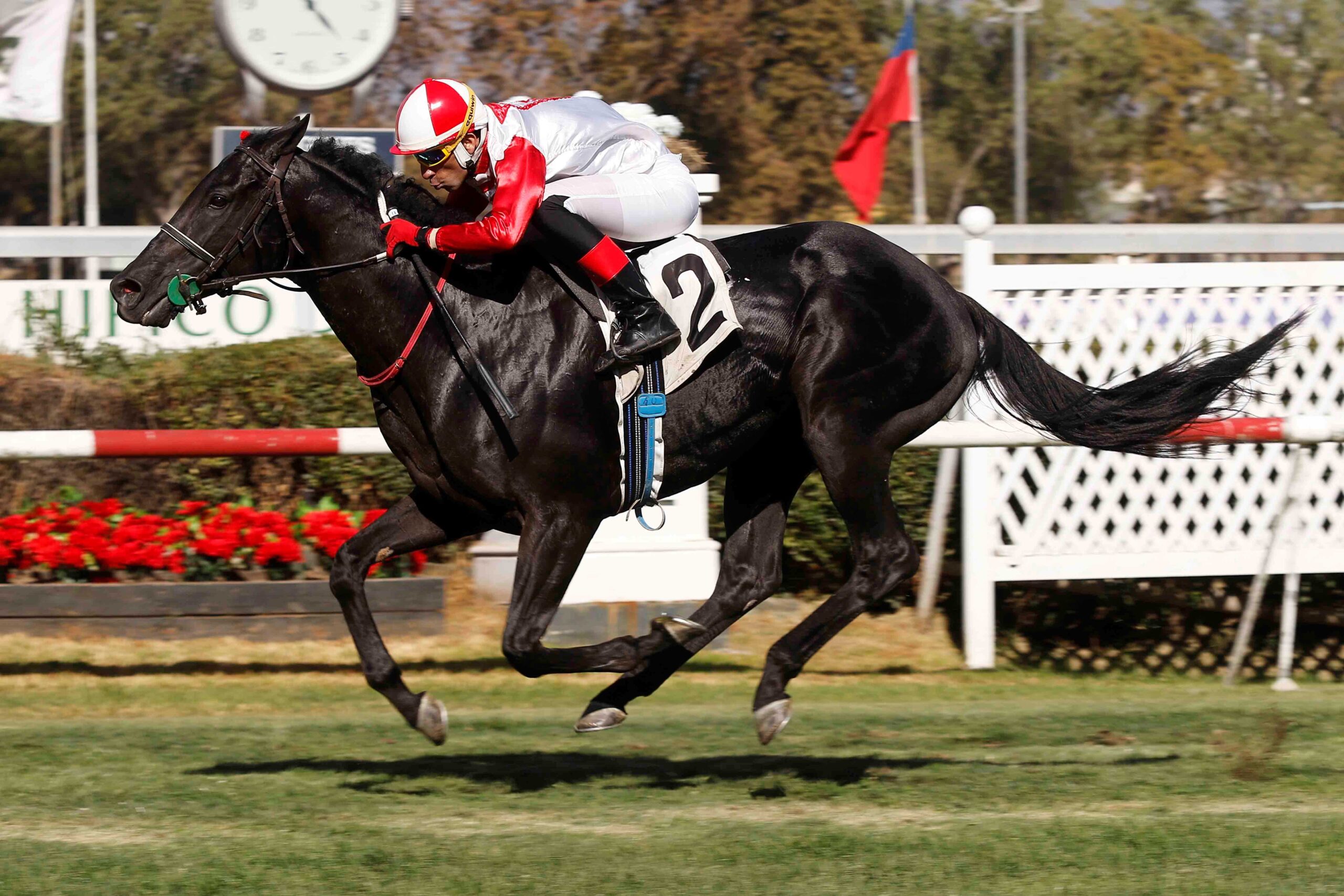 Xuxo Lui, horse, Haras Santa Isabel, Clásico Robert Bruce, viernes, 22 de marzo de 2024, Club Hípico de Santiago. Foto: Jaime Cortés