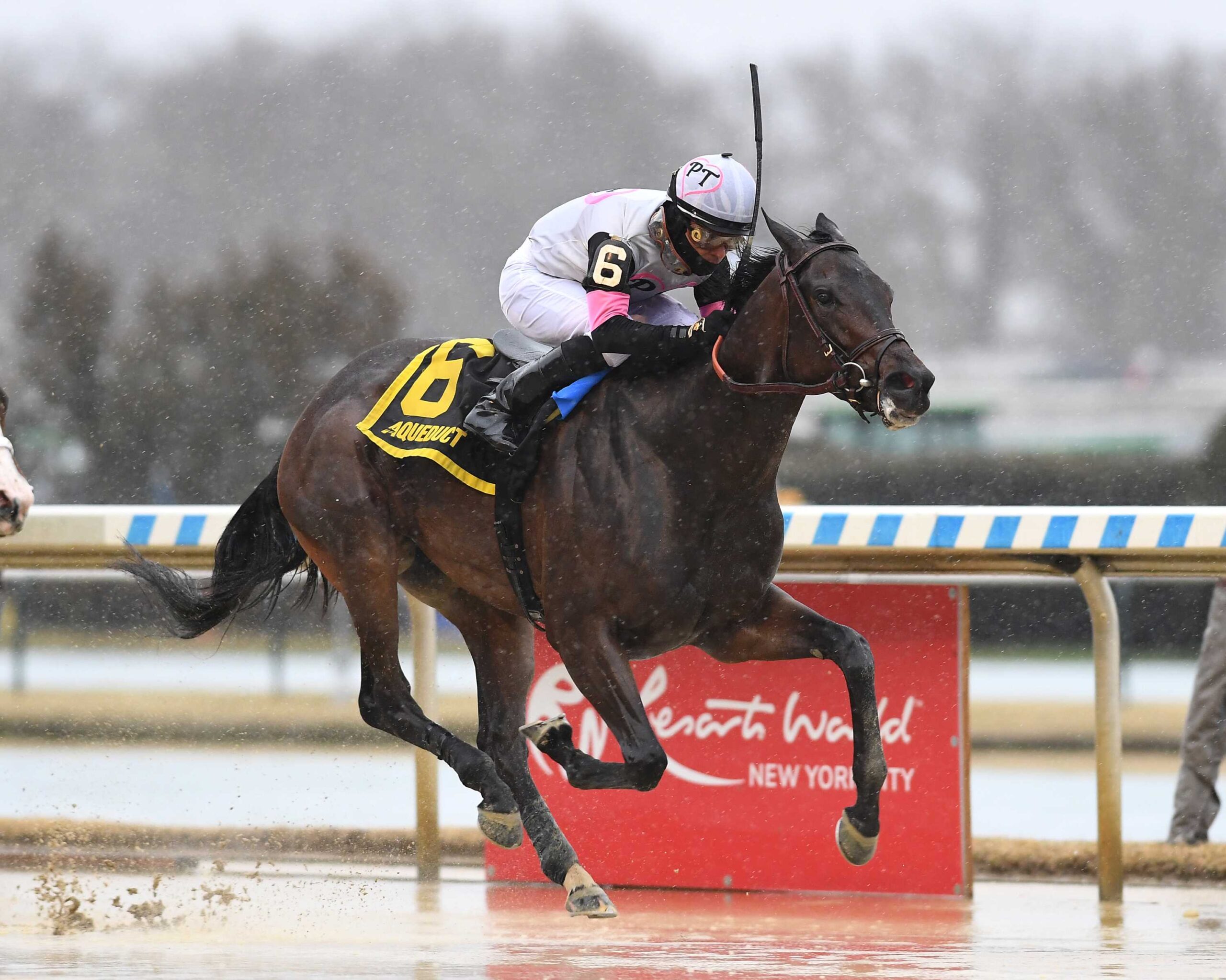Jody´s Pride, horse, American Pharoah, Busher Stakes Listado, sábado, 2 de marzo de 2024, Aqueduct. Foto: Coglaniese Photo & Chelsea Durand