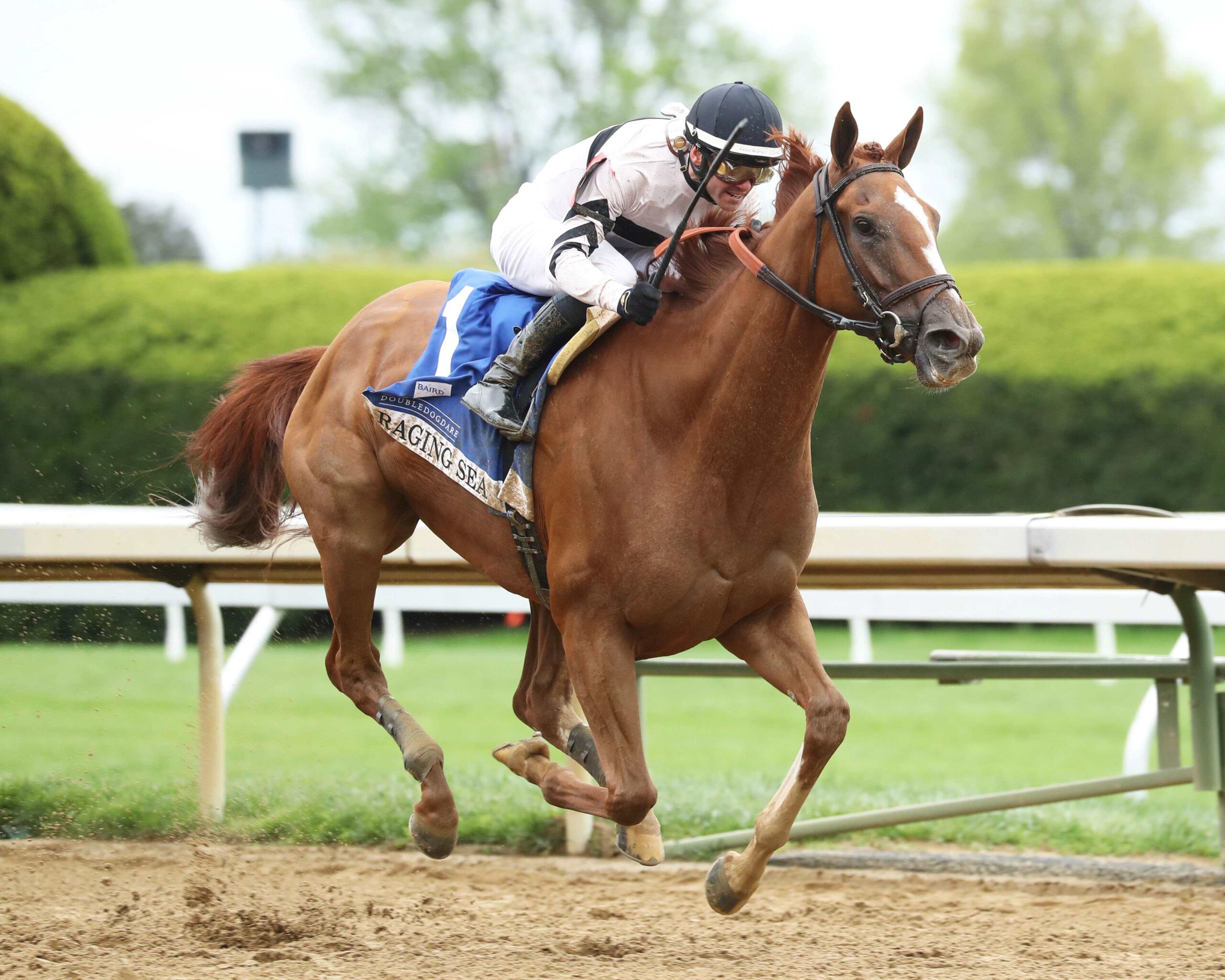 Raging Sea, horse, Curlin, Baird Dobledogdare Stakes, viernes, 19 de abril de 2024, Keeneland. Foto: Coady Photography