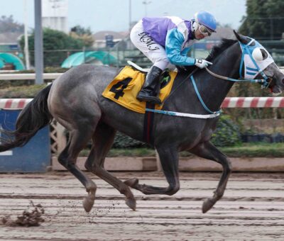 Indy War, horse, Indy Dancer, Clásico Gran Premio Criadores Salvador Hess Riveros, sábado, 25 de mayo de 2024, Hipódromo Chile. Foto: Jaime Cortés