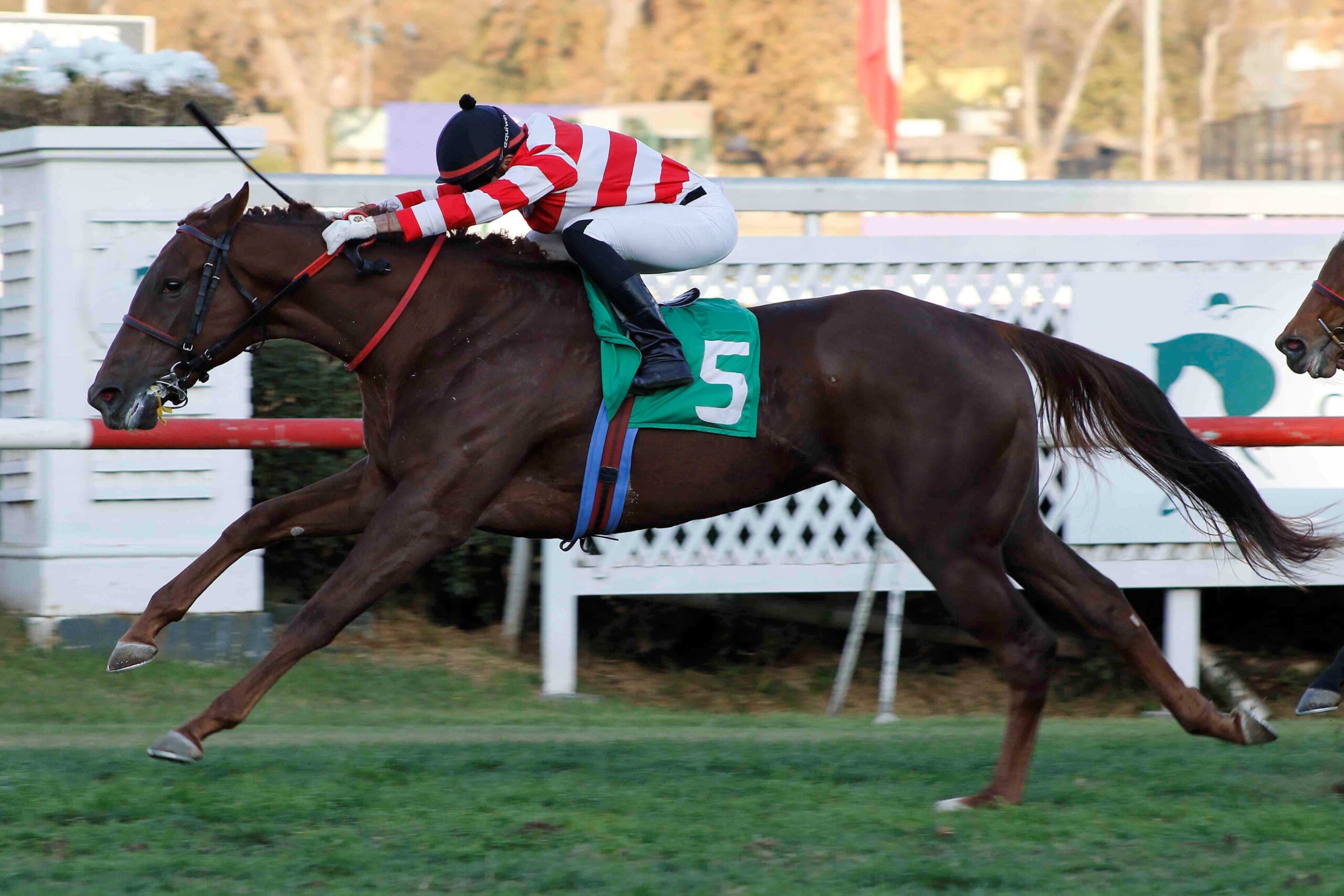 Reitha, horse, Haras Jockey, Clásico Julio Subercaseaux, viernes, 3 de mayo de 2024, Club Hípico de Santiago. Foto: Jaime Cortés