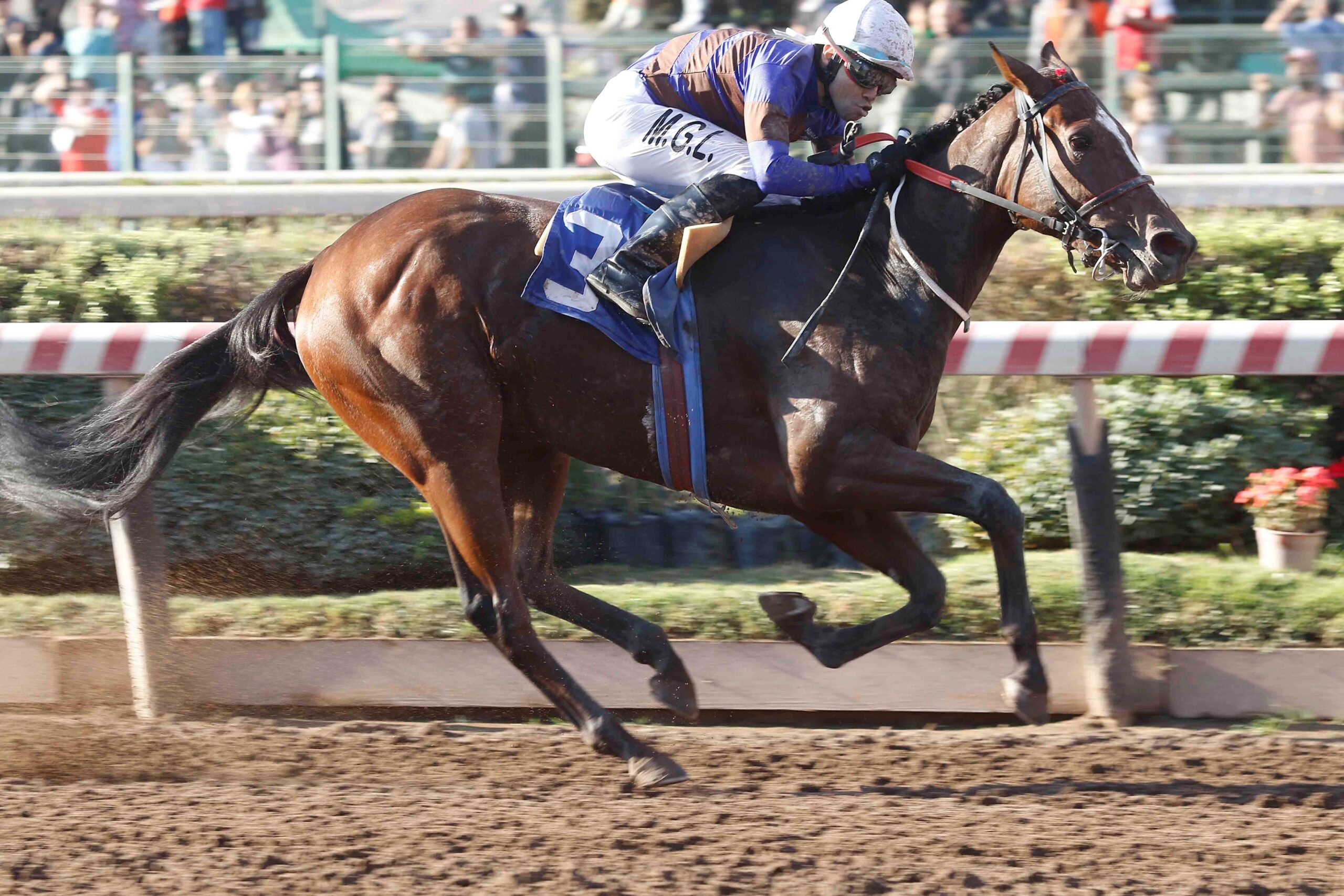 Susely, horse, Haras Mocito Guapo, Clásico Eccellenza, sábado, 27 de abril de 2024, Hipódromo Chile. Foto: Jaime Cortés