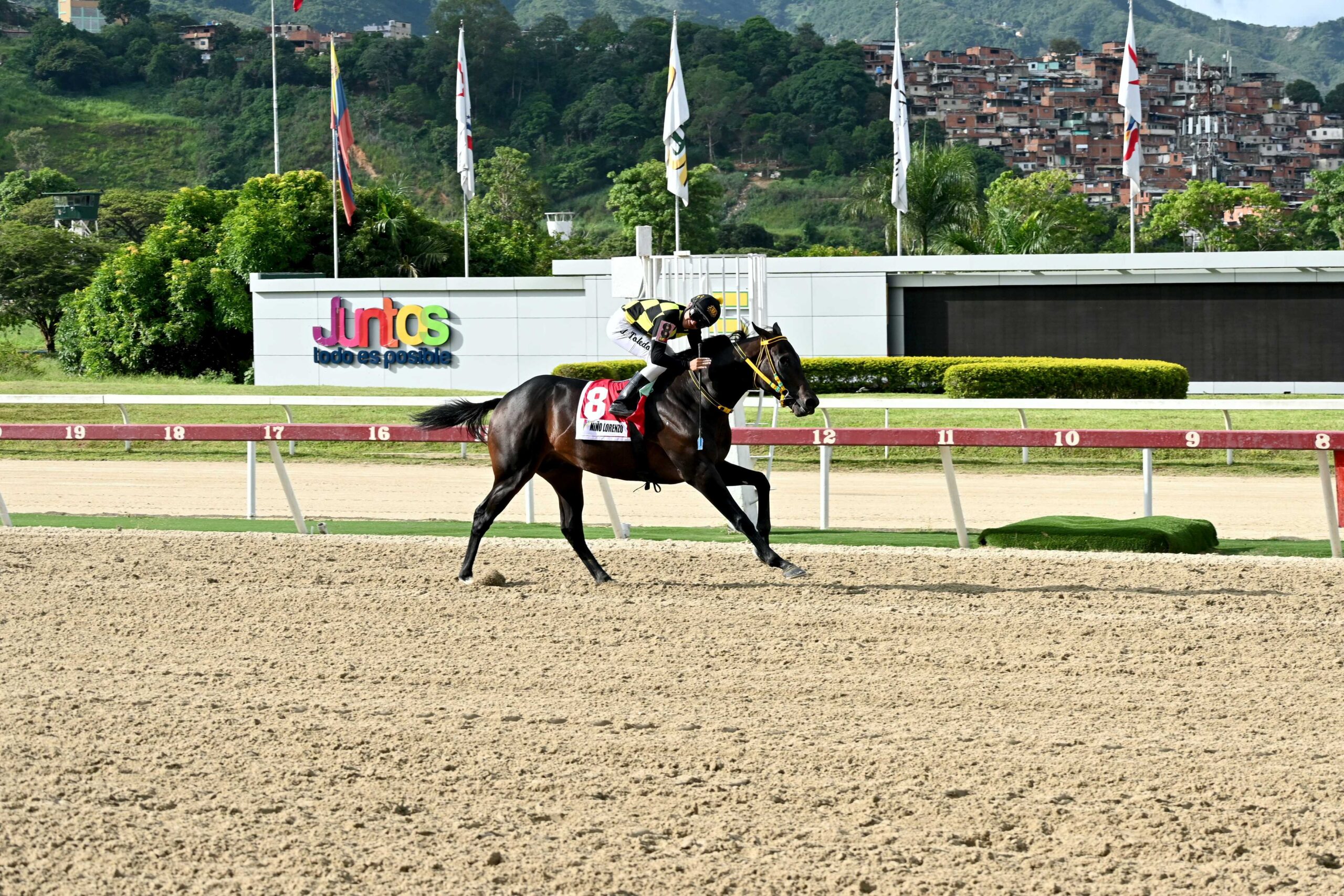 Niño Lorenzo, horse, Haras Los Caracaros, Clásico República de Venezuela, domingo, 4 de agosto de 2024, La Rinconada. Foto: José Antonio Aray