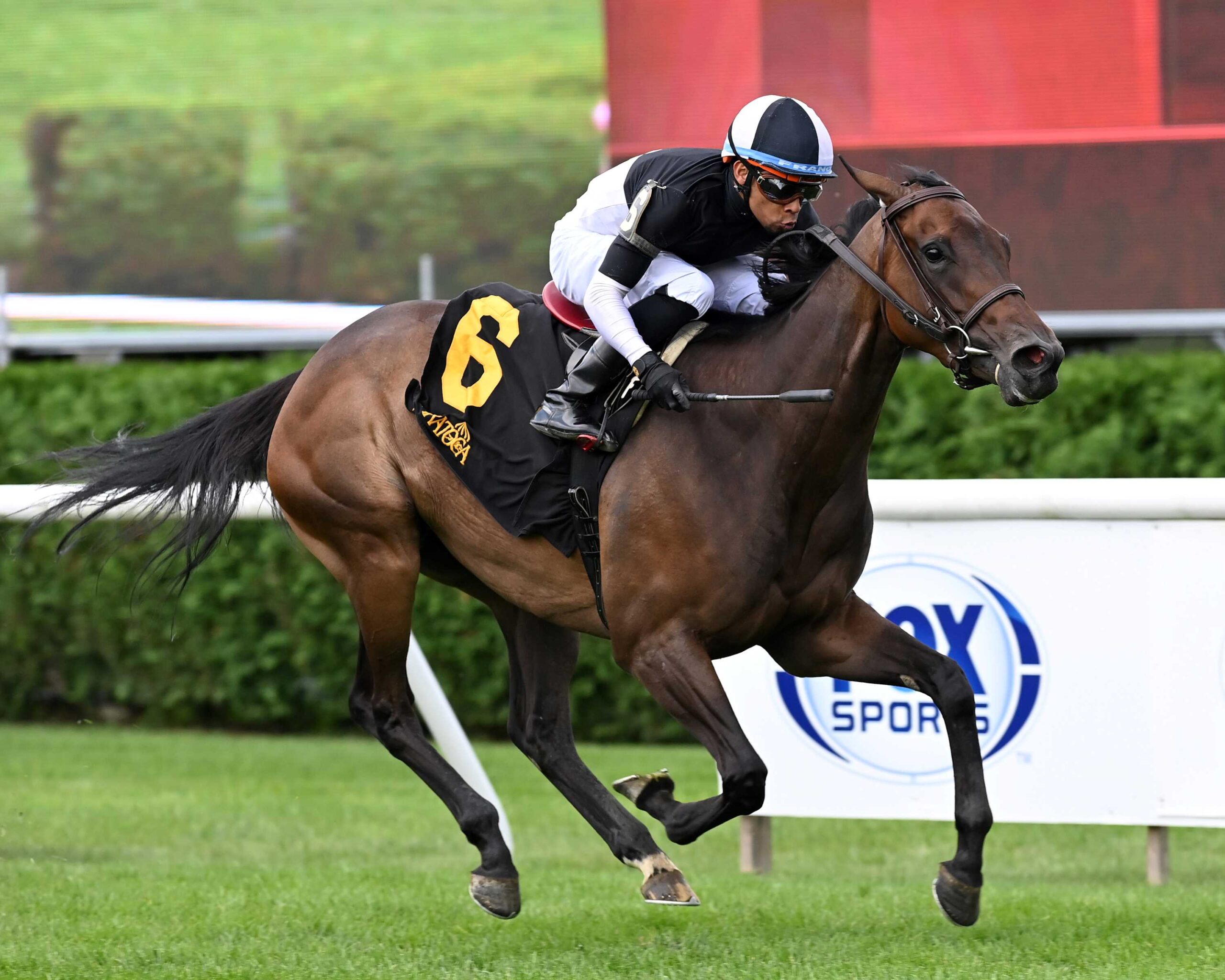 Awesome Czech, horse, Mendelssohn, Suzie O´Cain Stakes, miércoles, 14 de agosto de 2024, Saratoga. Foto: Coglaniese Photo & Chelsea Durand