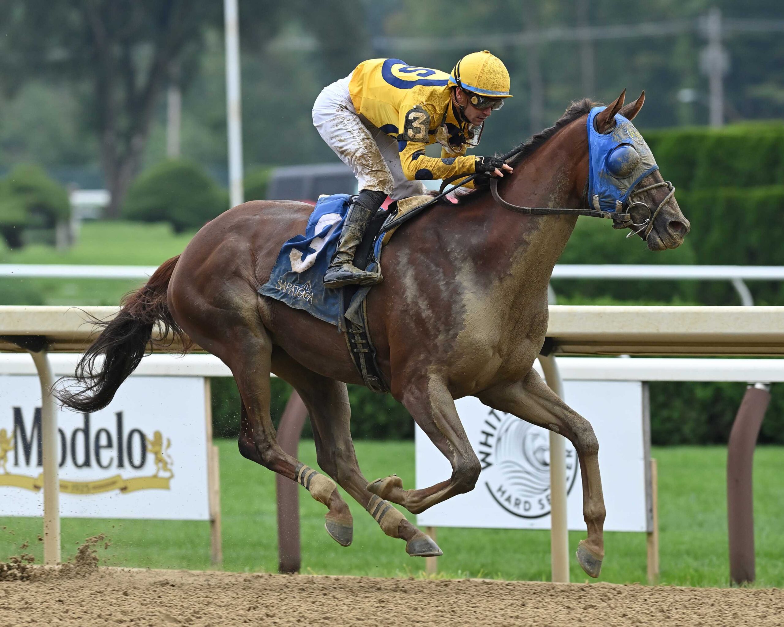 Bank Frenzy, horse, Central Bank, Shipman Stakes, domingo, 18 de agosto de 2024, Saratoga. Foto: Coglaniese Photo