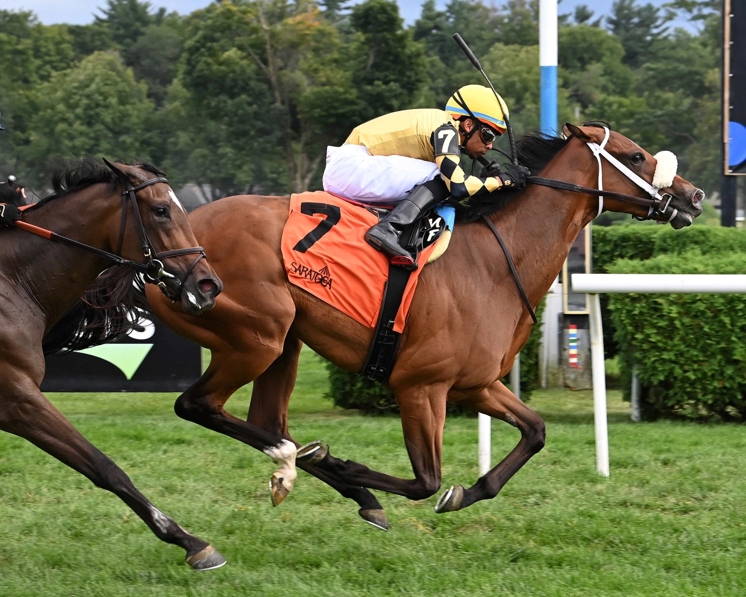 Totally Justified, horses, Justify, P. G. Johnson Stakes, miércoles, 28 de agosto de 2024, Saratoga. Foto: Coglaniese Photo