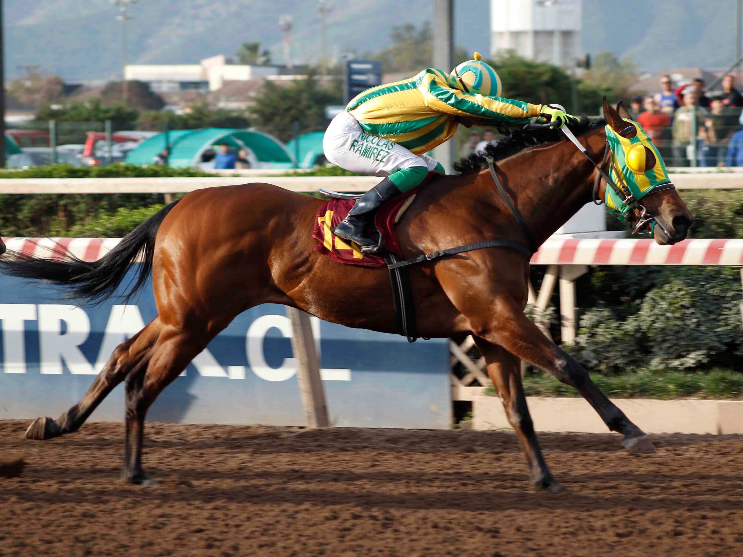 Beach Colt, horse, Haras Convento Viejo, Clásico Juan Diuana Zamar, sábado, 21 de septiembre de 2024, Hipódromo Chile. Foto: Jaime Cortés