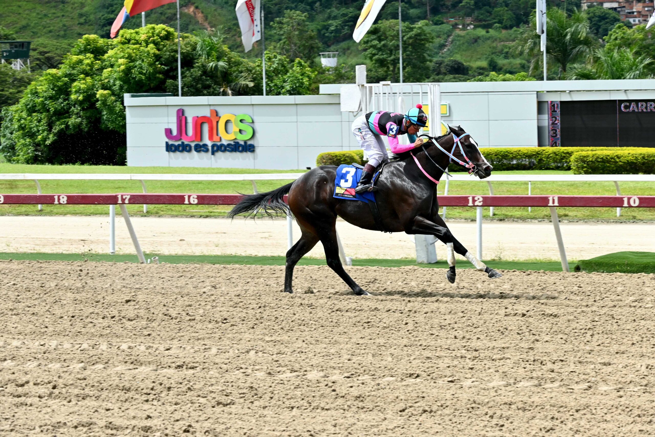 Benedetta, horse, Haras Los Samanes, Clásico Sprinters Yeguas, domingo, 25 de agosto, de 2024, La Rinconada. Foto: José Antonio Aray