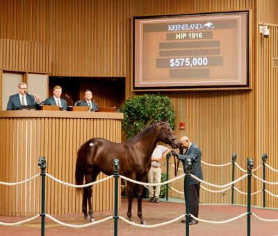 Maxfield en Bible Belt por Pulpit, fue vendido por la cantidad de $ 575.000,00 dólares, y lo adquirió Three Amigos, y fue el producto más valioso de la sexta sesión de ventas de yearlings de septiembre en Keeneland.