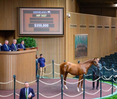 Potro, 3027, Nyquist en Raise The Flag por Awesome Again, sesión 9, Keeneland Sales, miércoles, 18 de septiembre de 2024, Keeneland. Foto: Keeneland
