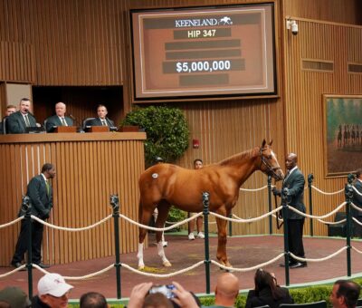 Potranca, 347, Curlin en Cavorting por Bernardini, sesión 2, Keeneland Sales, martes, 10 de septiembre de 2024, Keeneland. Foto: Keeneland