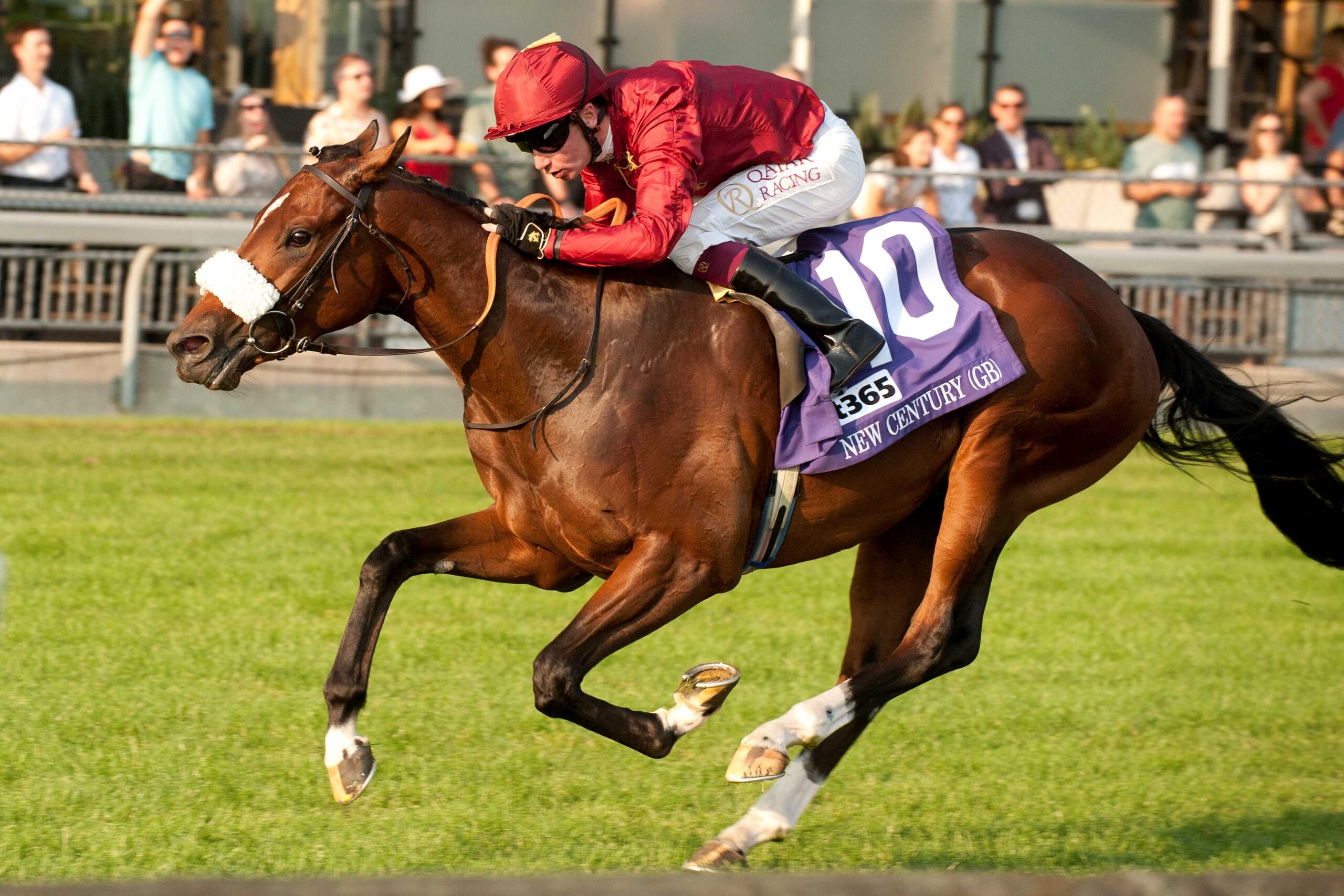 New Century, horse, Qatar Racing LLC, Bet365 Summer Stakes, sábado, 14 de septiembre de 2024, Woodbine. Michael Burns Photography & Woodbine