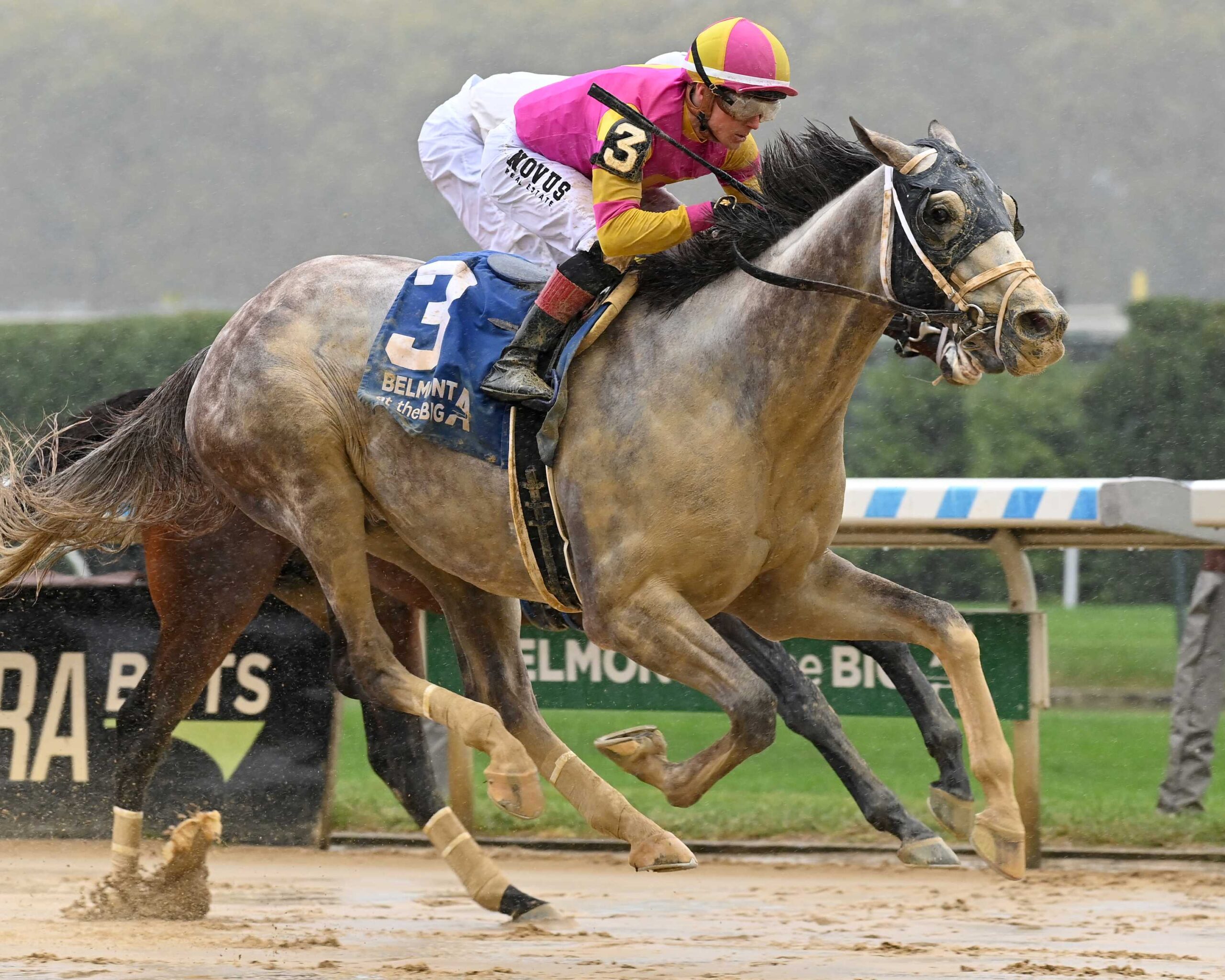 Tapit Trice, horse, Tapit, Woodward Stakes, sábdado, 28 de septiembre de 2024, Aqueduct. Foto: Coglaniese Photo