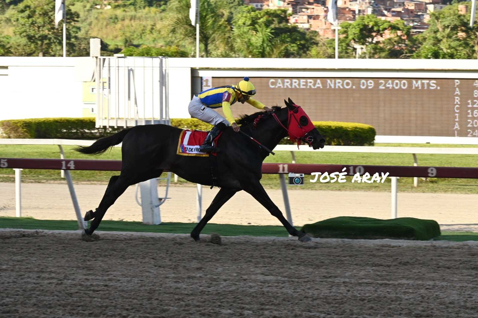 El De Froix, horse, Haras La Orlyana, Clásico Simón Bolívar, domingo, 27 de octubre de 2024, La Rinconada. Foto José Antonio Aray
