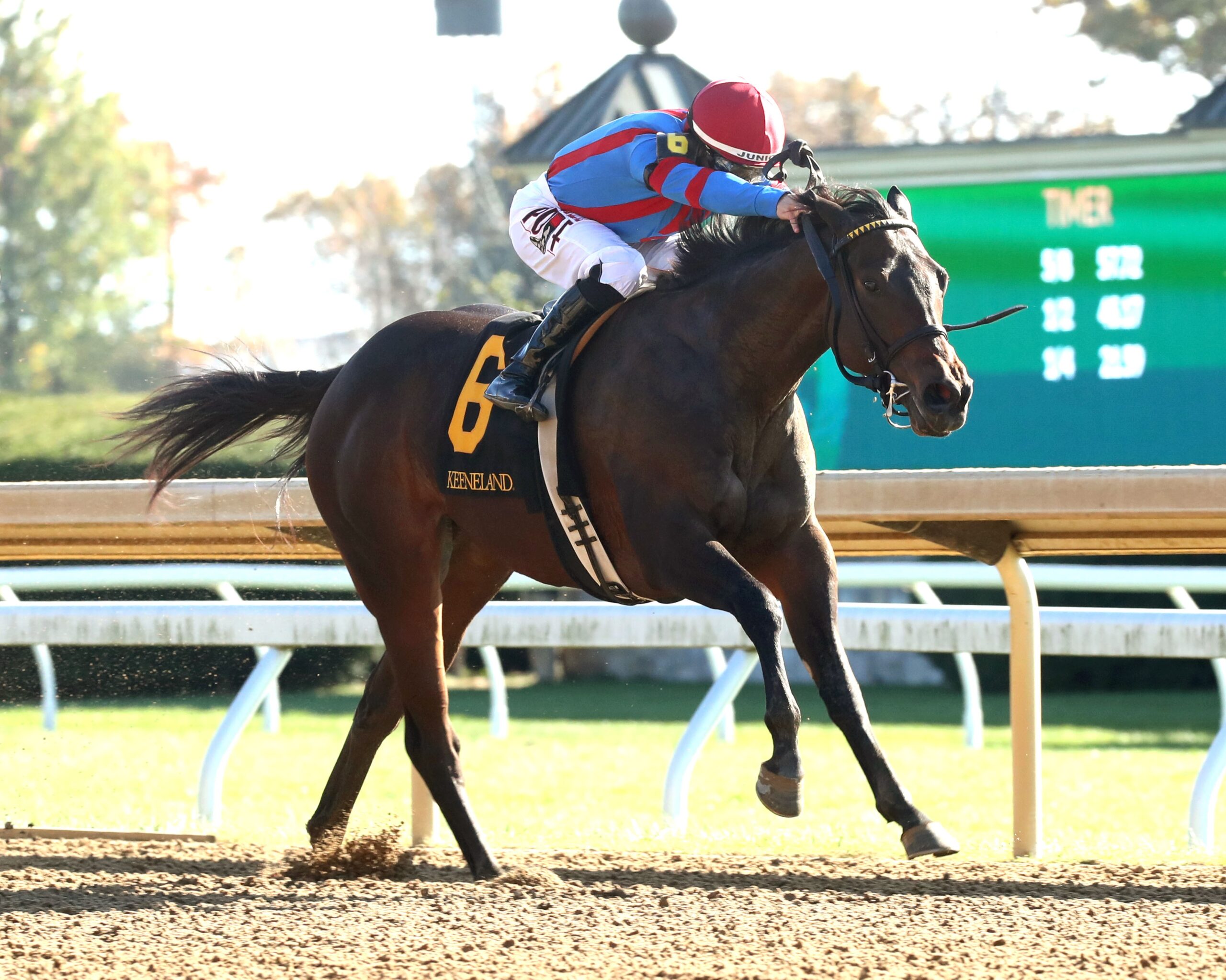 Long Neck Paula, horse, WinStar Farm, Bowman Mill Stakes, sábado, 26 de octubre de 2024, Keeneland. Foto: Coady Media