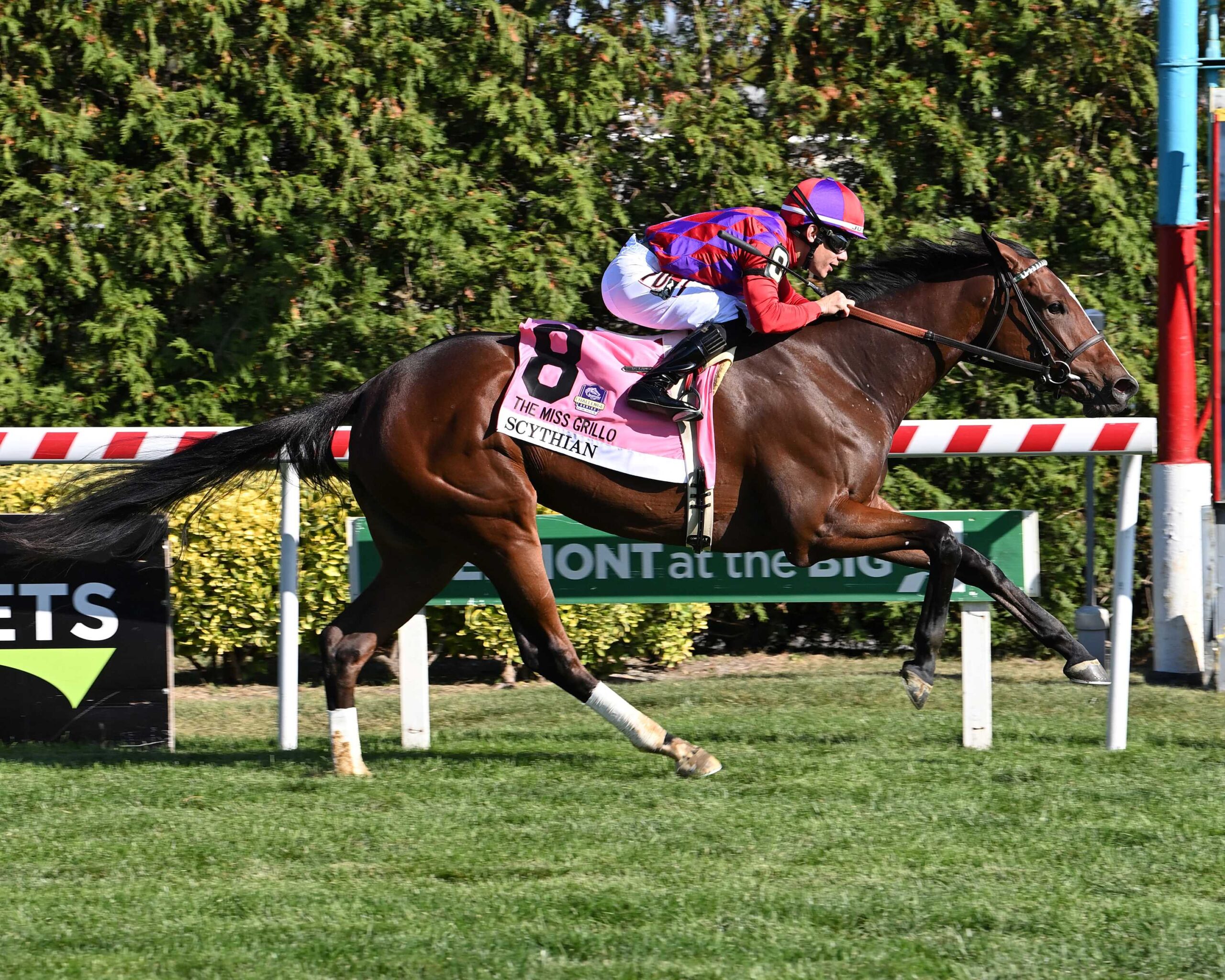 Scythian, horse, Tiz The Law, Miss Grillo Stakes, domingo, 6 de octubre de 2024, Belmont At The Big A. Foto: Coglaniese Photo