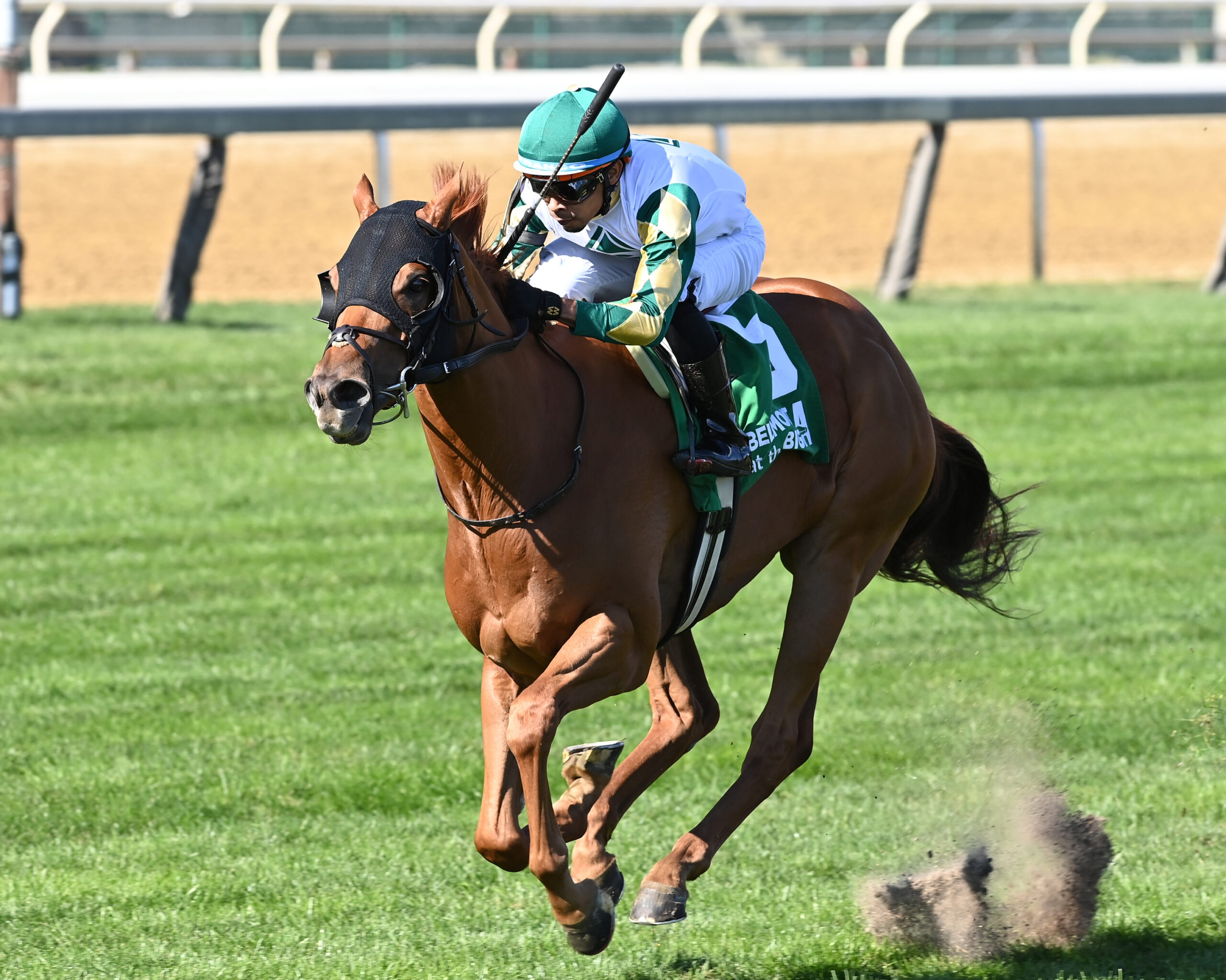 Senbei, horse, Candy Ride, Belmont Turf Sprint Stakes, sábado, 5 de octubre de 2024, Aqueduct. Foto: Coglaniese Photo & Chelsea Durand