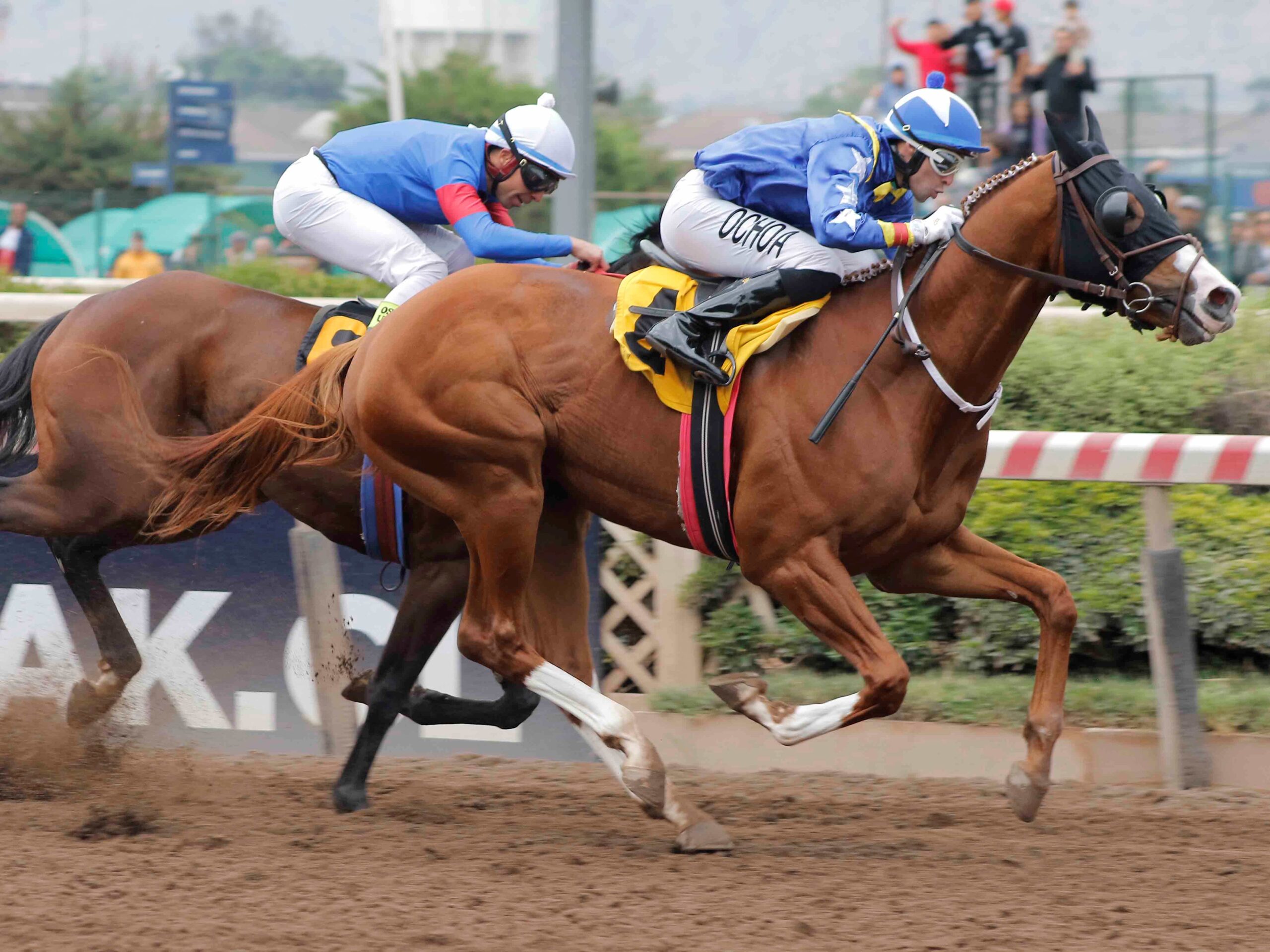 Mogul, horse, Haras Paso Nevado, Clásico Guillermo Del Pedregal Herrera, sábado, 16 de noviembre de 2024, Hipódromo Chile. Foto: Jaime Cortés