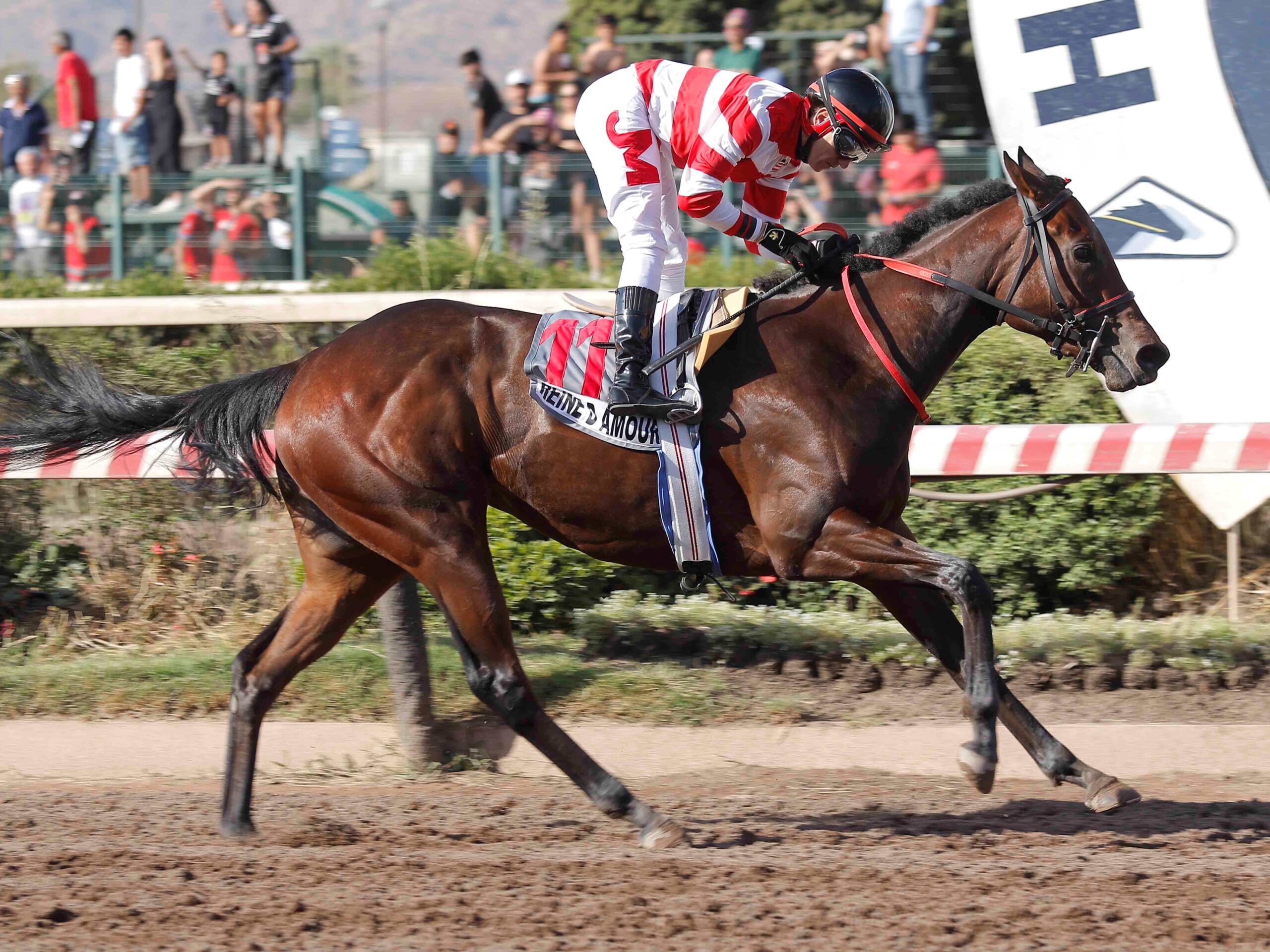 Reine D´Amour,, horses, Haras Jockey, Clásico Alberto Solari Magnasco, sábado, 9 de noviembre de 2024, Hipódromo Chile. Foto: Jaime Cortés