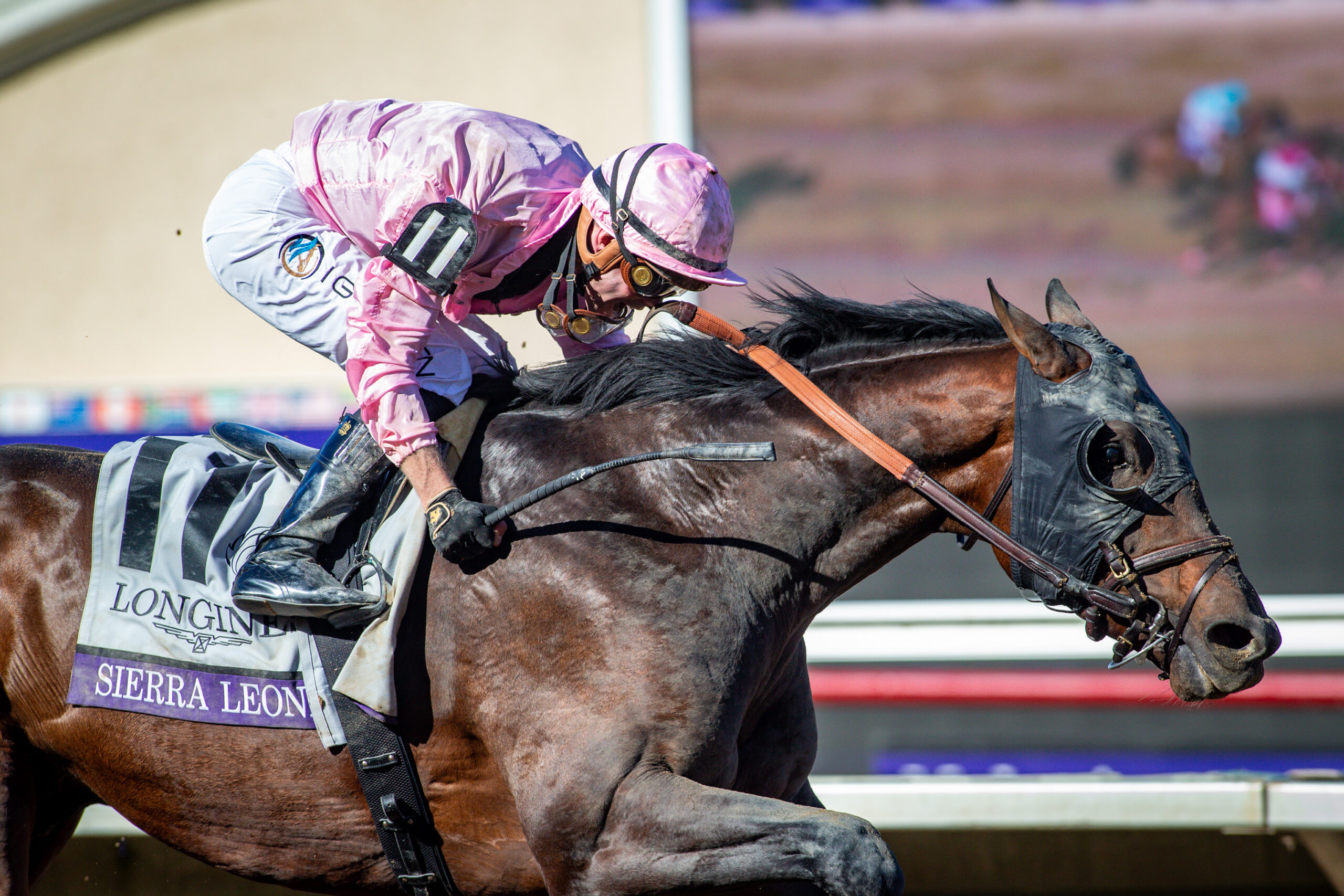 Sierra Leone, horses, Gun Runner, Breeders Cup Juvenile Classic, sábado, 2 de noviembre de 2024, Del Mar. Foto: Benoit Photo / @benoitphoto_