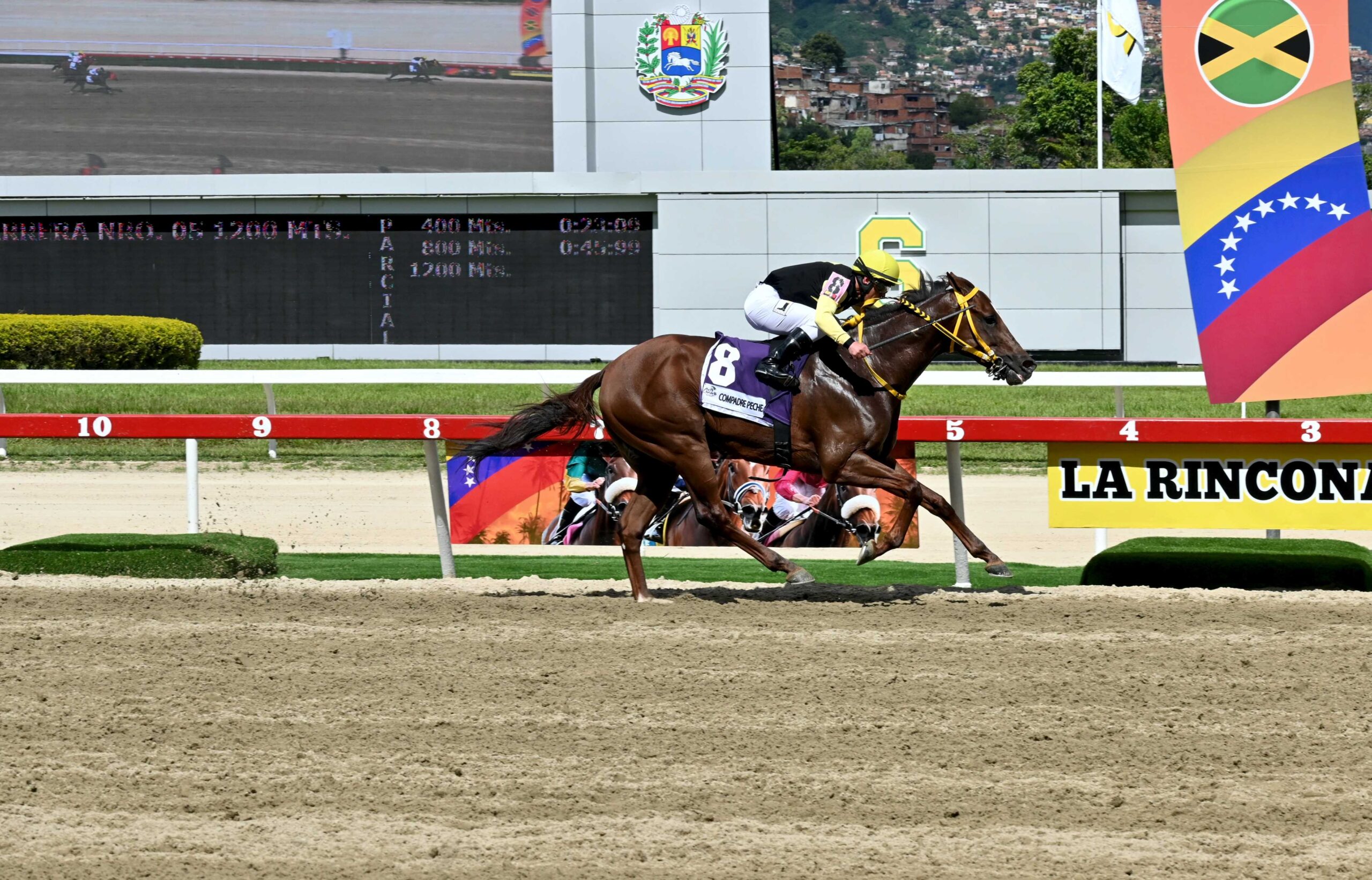 Compadre Peche, horse, Grand Adventure, Copa Velocidad del Caribe, Serie Hípica del Caribe, domingo, 8 de diciembre de 2024, La Rinconada. Foto: José Antonio Aray