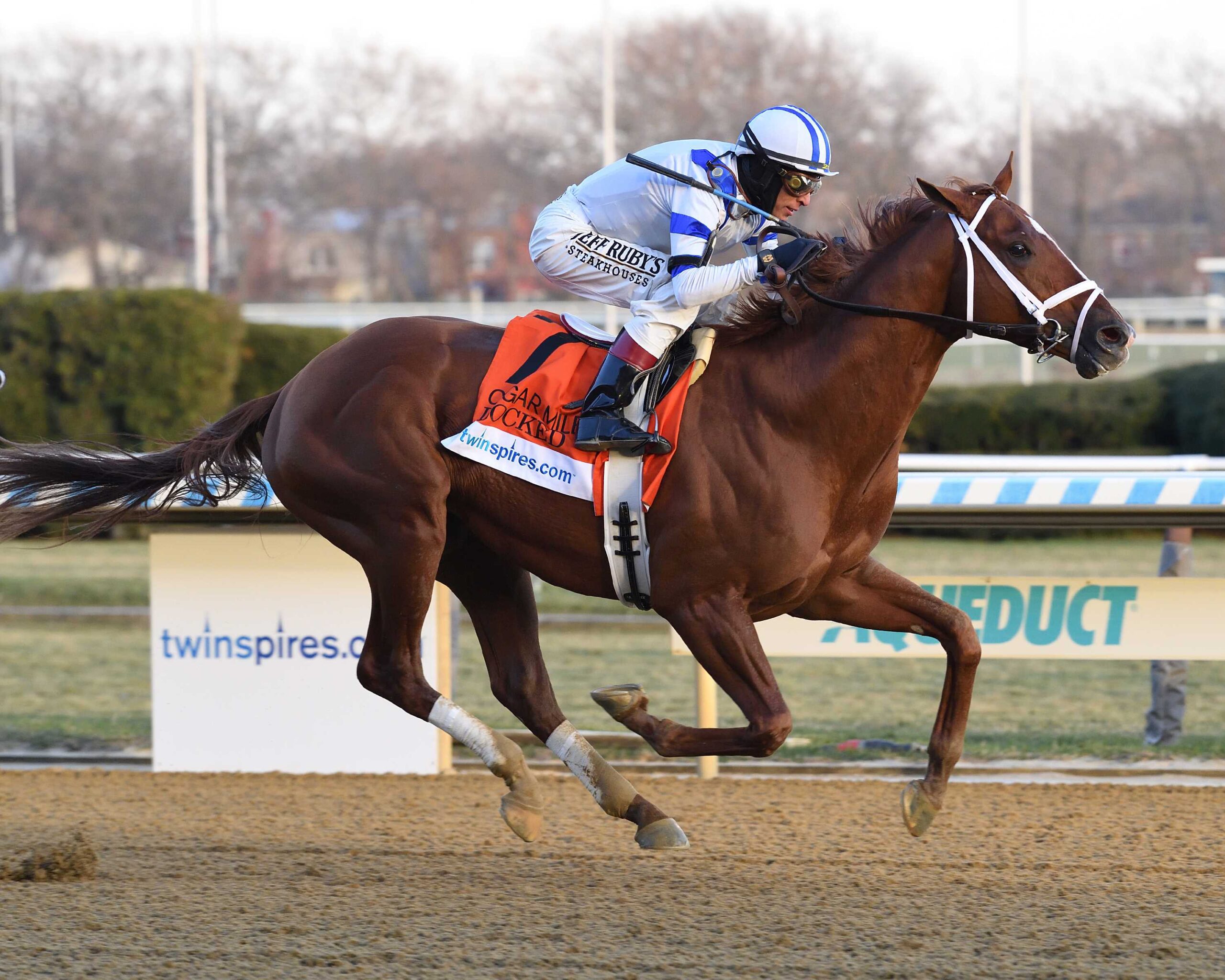 Locked, horse, Gun Runners, Cigar Mile Stakes, sábado, 7 de diciembre de 2024, Aqueduct. Foto: Coglaniese Photo