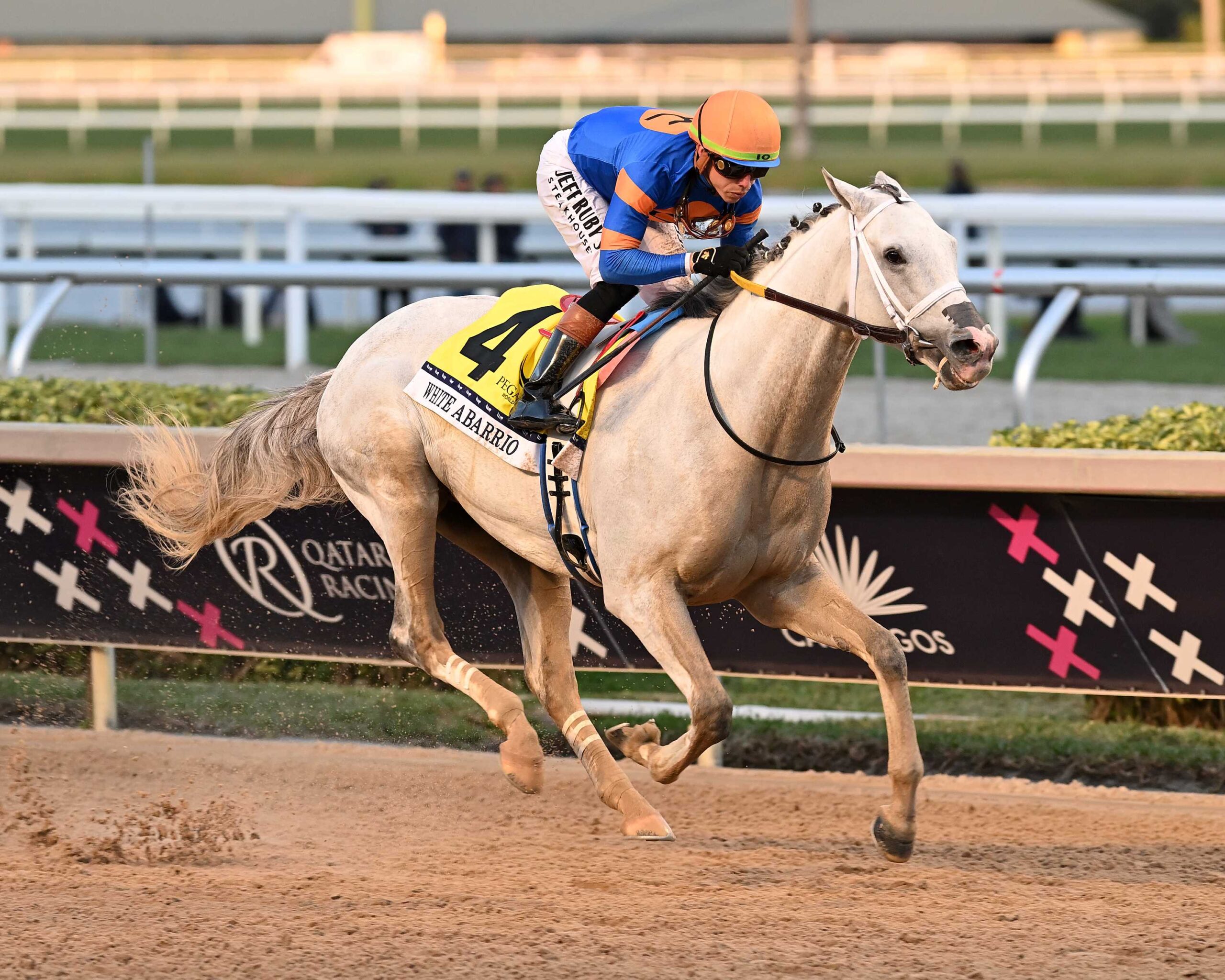 White Abarrio, horse, Spendthrift Farm, Pegasus World Cup, sábado, 25 de enero de 2025, Gulfstream Park. Foto: Coglaniese Photo
