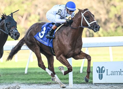 John Hancock, horse, WinStar Farm, Sam F. Davis, sábado, 8 de febrero de 2025, Tampa Bay Downs Foto: SV Photography
