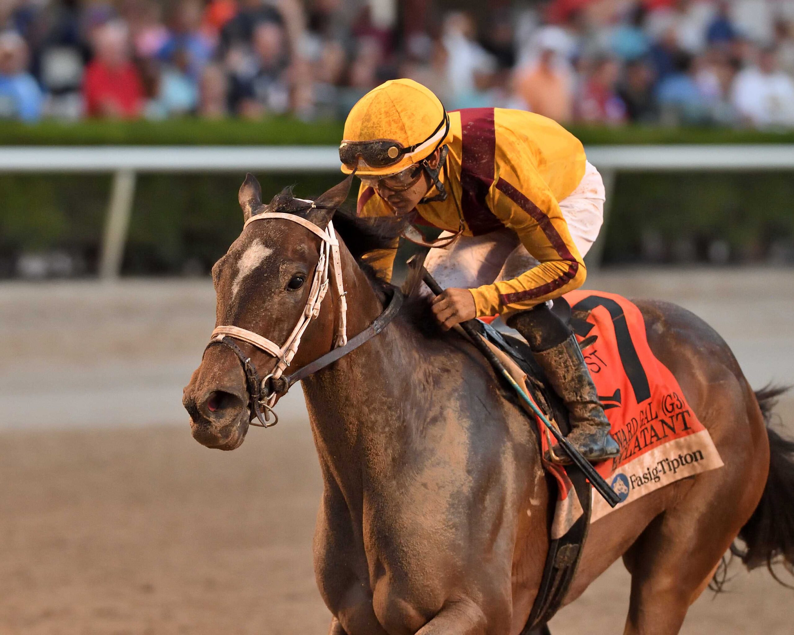 Eclatant, horse, Stonestreet Thoroughbred Holdings, Forward Gal Stakes, sábado, 1 de febrero de 2025, Gulsftream Park. Foto: Coglianese Photo