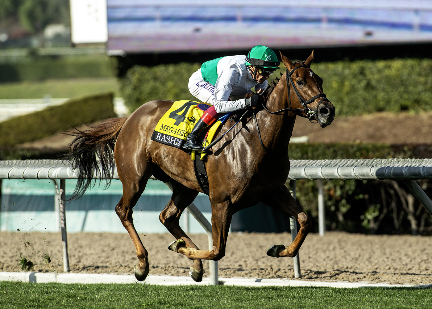 Rashmi, Horses, Oscar Performance, Santa Mónica Stakes, sábado, 1 de febrero de 2025, Santa Anita Park. Foto: Benoit Photo
