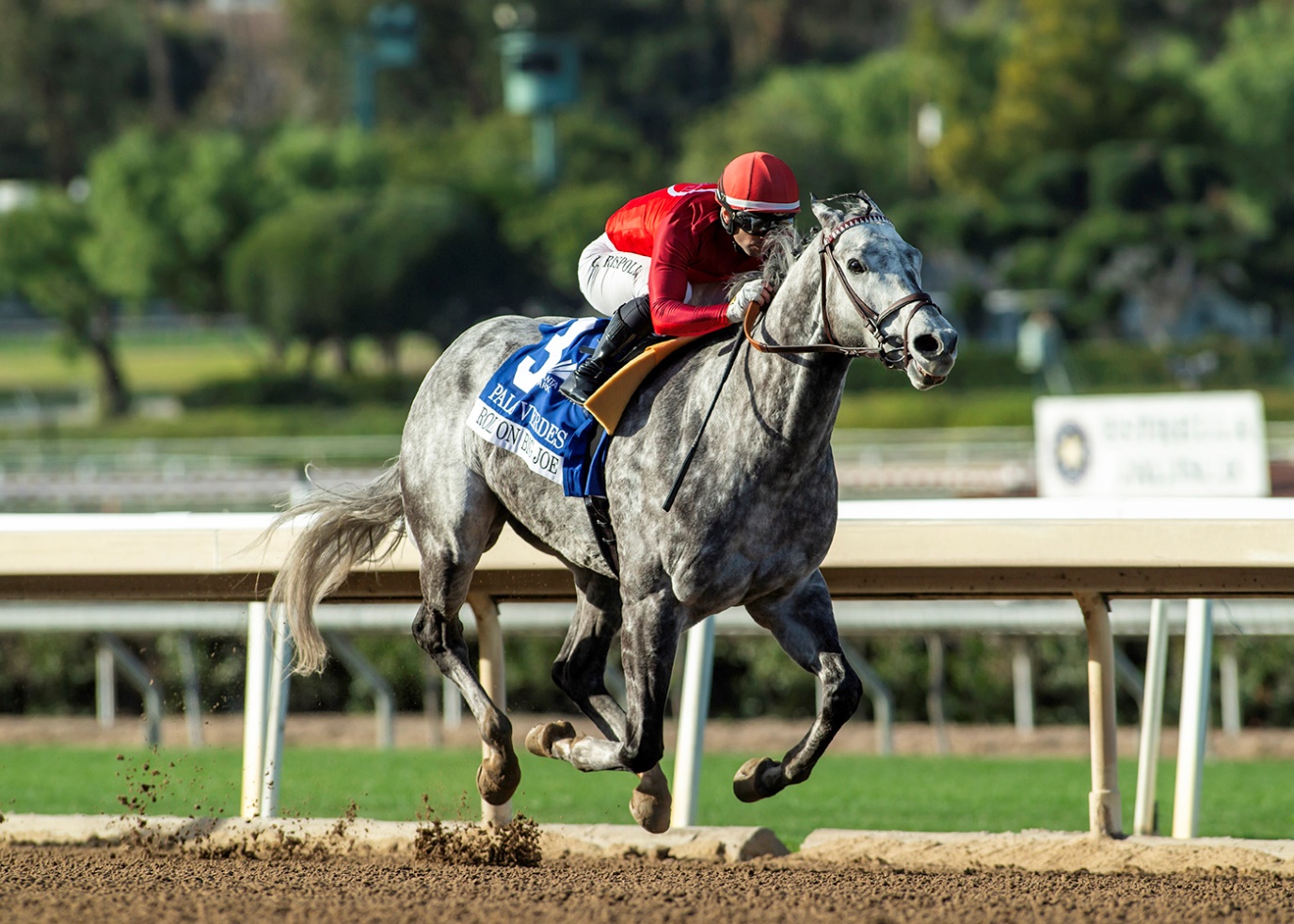 Roll On Big Joe, Horses, Prospective, Los Palos Verdes Stakes, sábado, 15 de febrero de 2025, Santa Anita Park. Foto: Benoit Photo