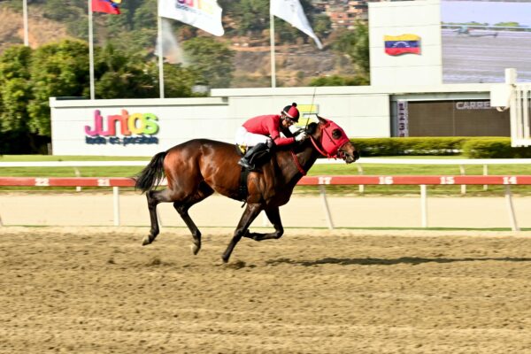 Li Tre Fratelli, horse, Haras Urama, Clásico José María Vargas, domingo, 16 de febrero de 2025, La Rinconada. Foto: José Antonio Aray
