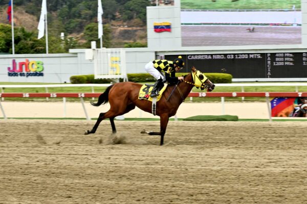 Miss Emmy, horse, Haras Los Caracaros, Clásico Eduardo Larrazábal, domingo, 16 de febrero de 2025, La Rinconada. Foto: José Antonio Aray