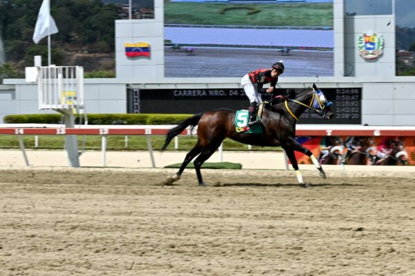Striding Moon, horse, Haras La Primavera, Clásico Gustavo J. Sanabria, domingo, 16 de febrero de 2025, La Rinconada. Foto: José Antonio Aray