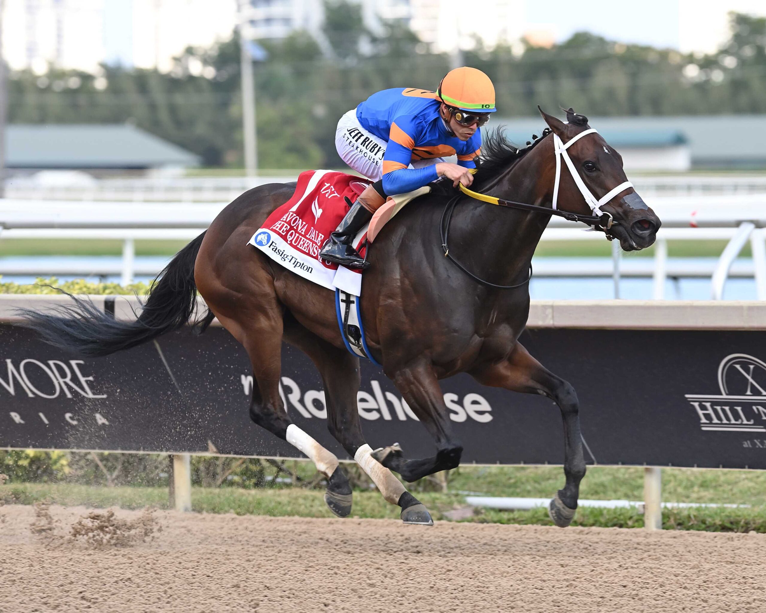 The Queens M G, horse, Thousand Words, Davona Dale Stakes, sábado, 1 de marzo de 2025, Gulsftream Park. Foto: Coglianese Photo