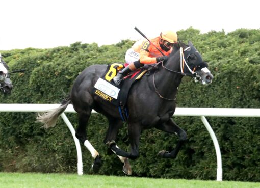 Shisospicy, horse, Morplay Racing, Fanduel Limestone Stakes, viernes, 11 de abril de 2025, Keeneland. Foto: Coady Photo