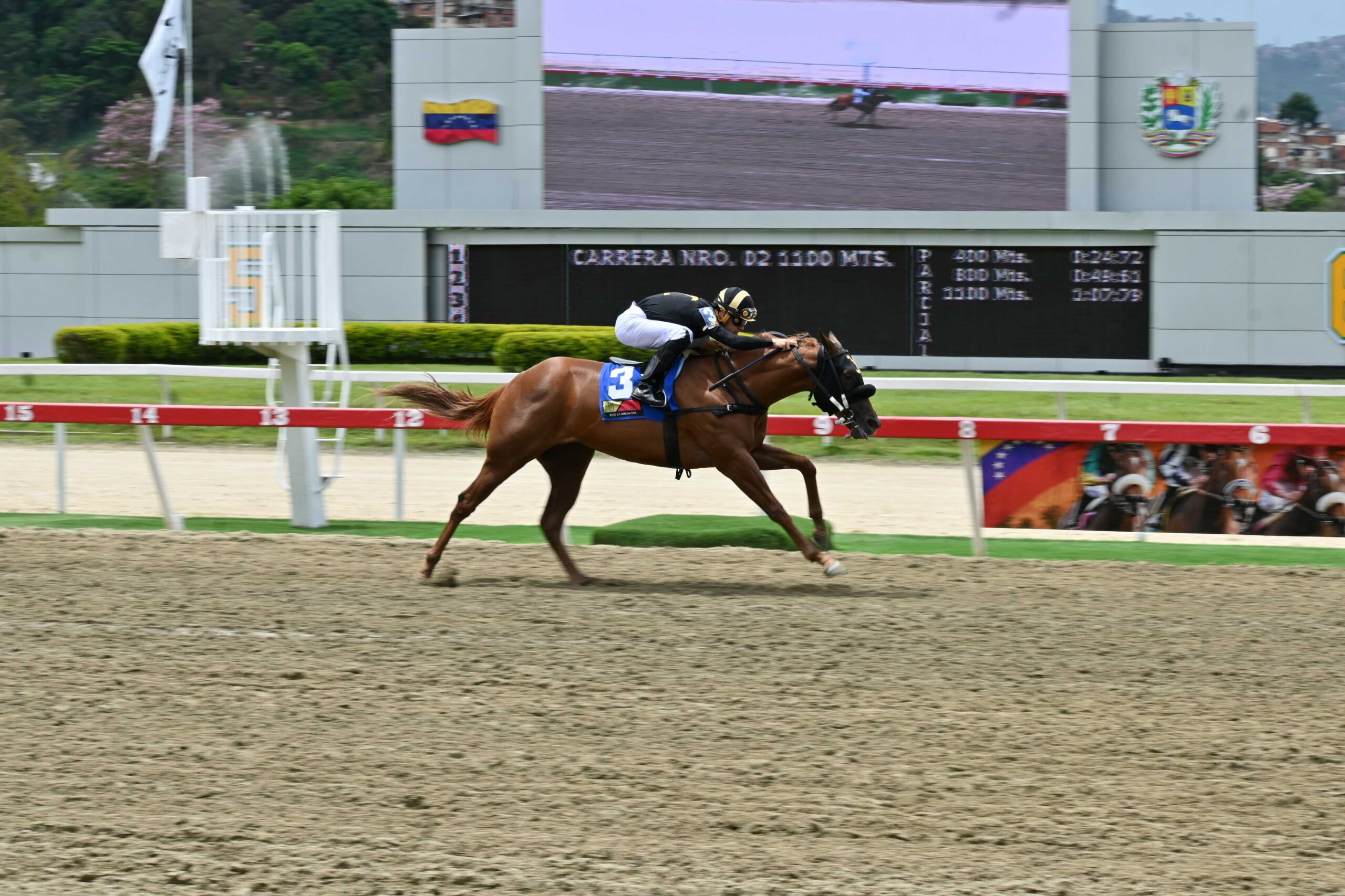 Darley, horse, Vacation, Clásico Día del Trabajador, domingo, 18 de mayo de 2025, La Rinconada. Foto: José Antonio Aray